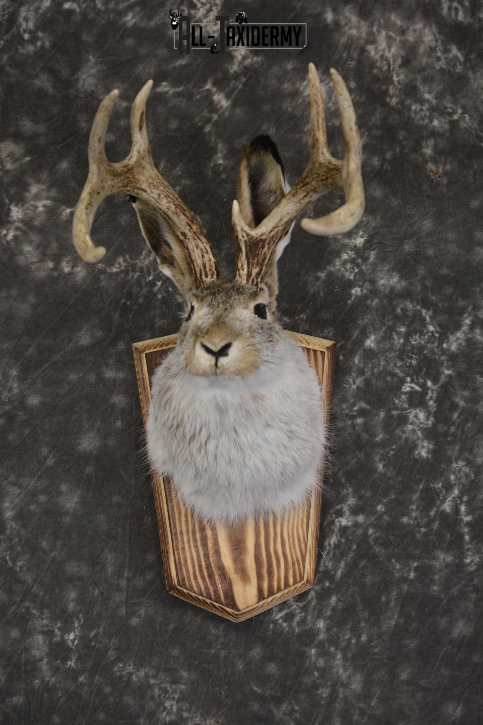 Jackalope taxidermy shoulder mount for sale * SKU 2045