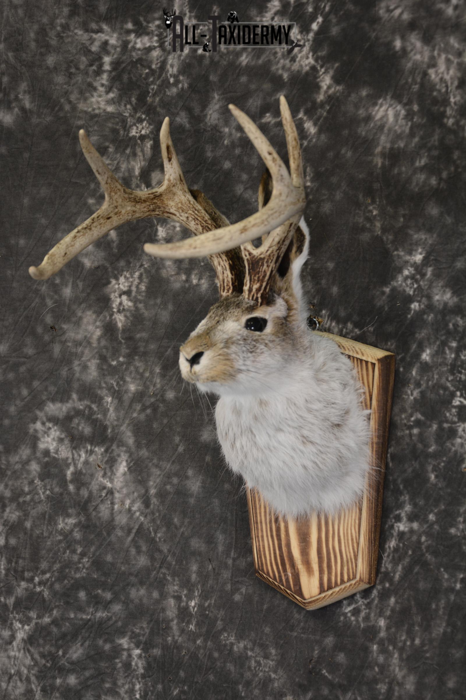 Jackalope taxidermy shoulder mount for sale * SKU 2045 - Image 5