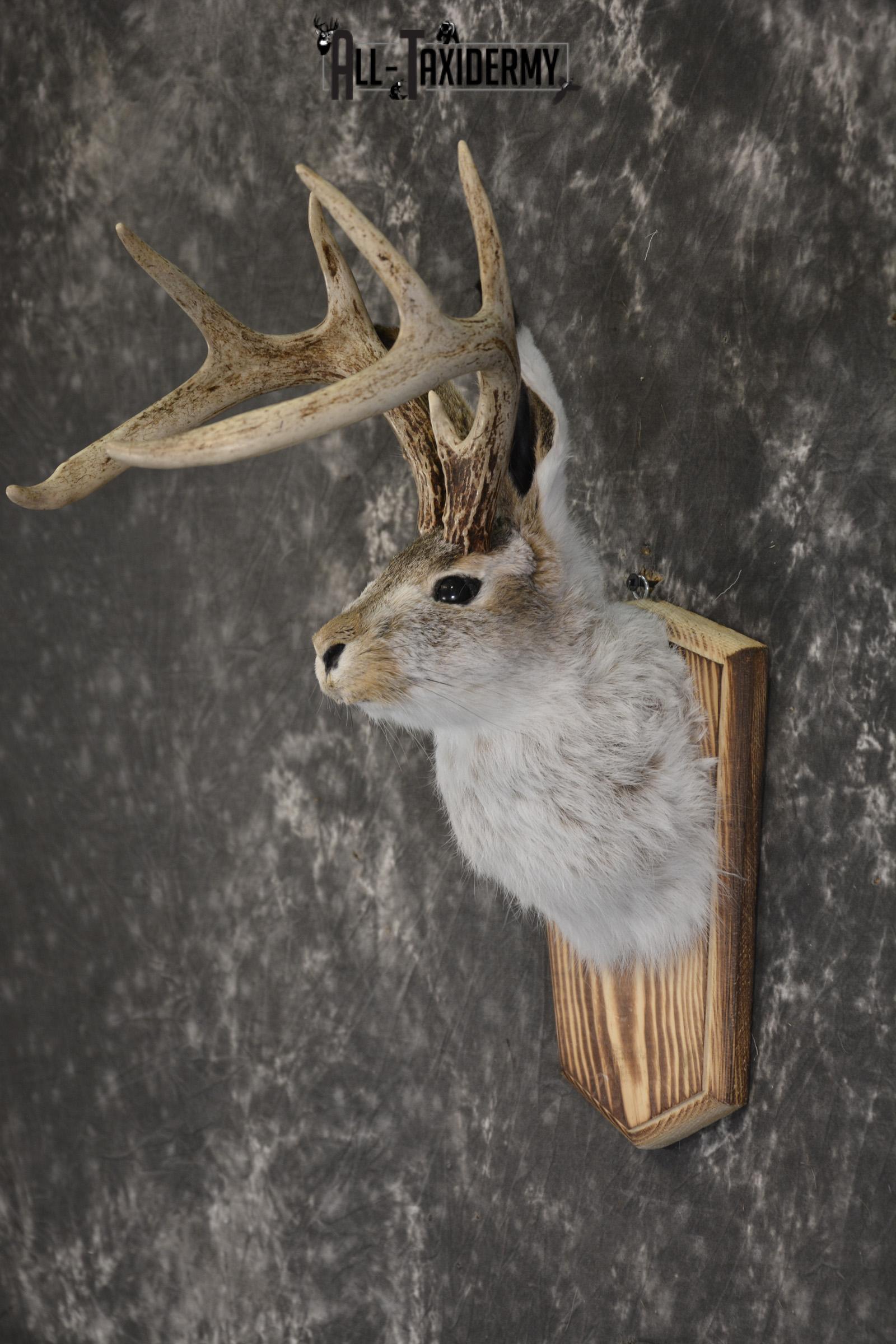 Jackalope taxidermy shoulder mount for sale * SKU 2045 - Image 4