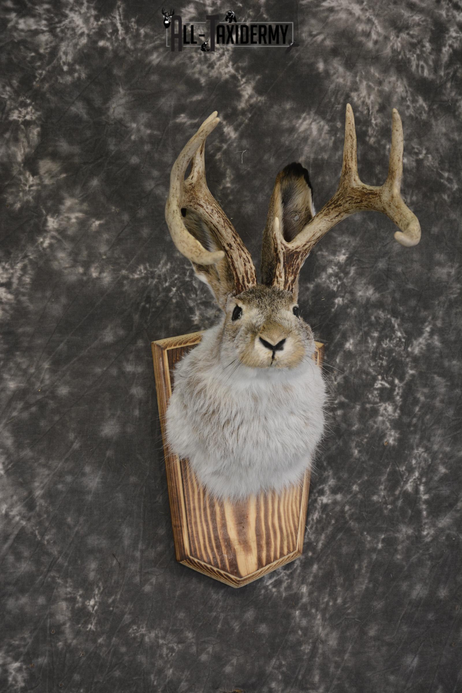 Jackalope taxidermy shoulder mount for sale * SKU 2045 - Image 3