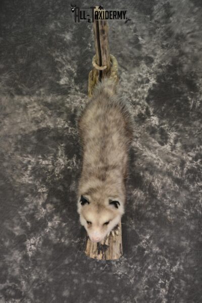 Full body opossum taxidermy mount for sale * SKU 2043