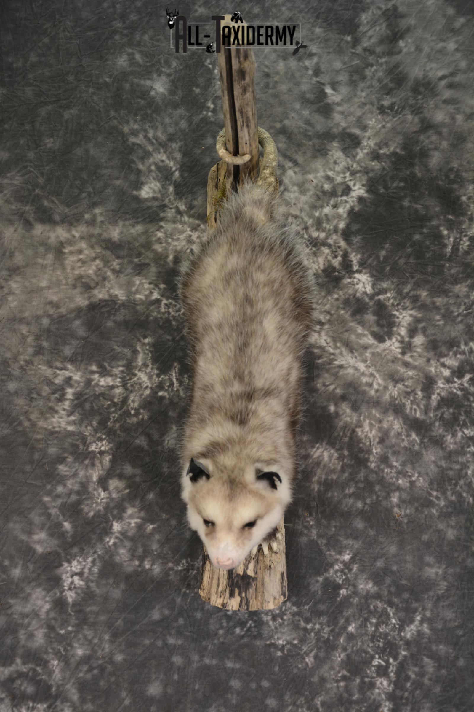 Full body opossum taxidermy mount for sale * SKU 2043