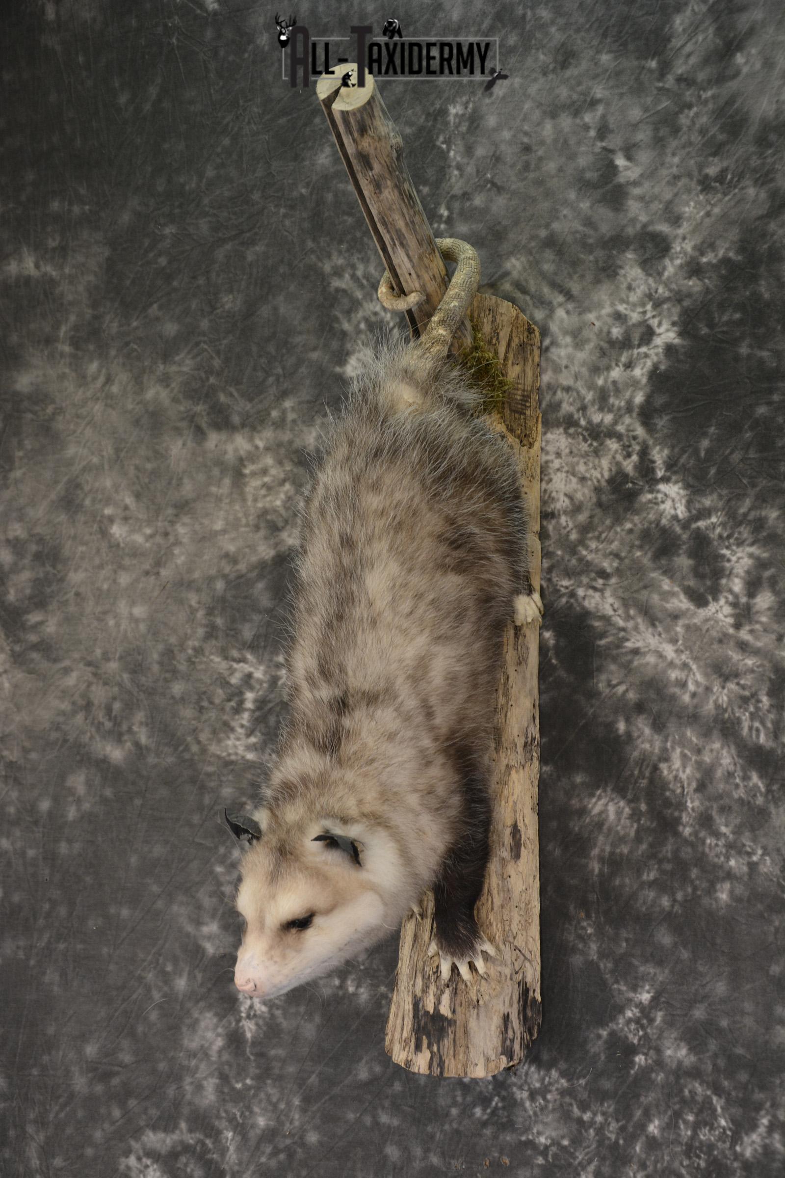 Full body opossum taxidermy mount for sale * SKU 2043 - Image 5