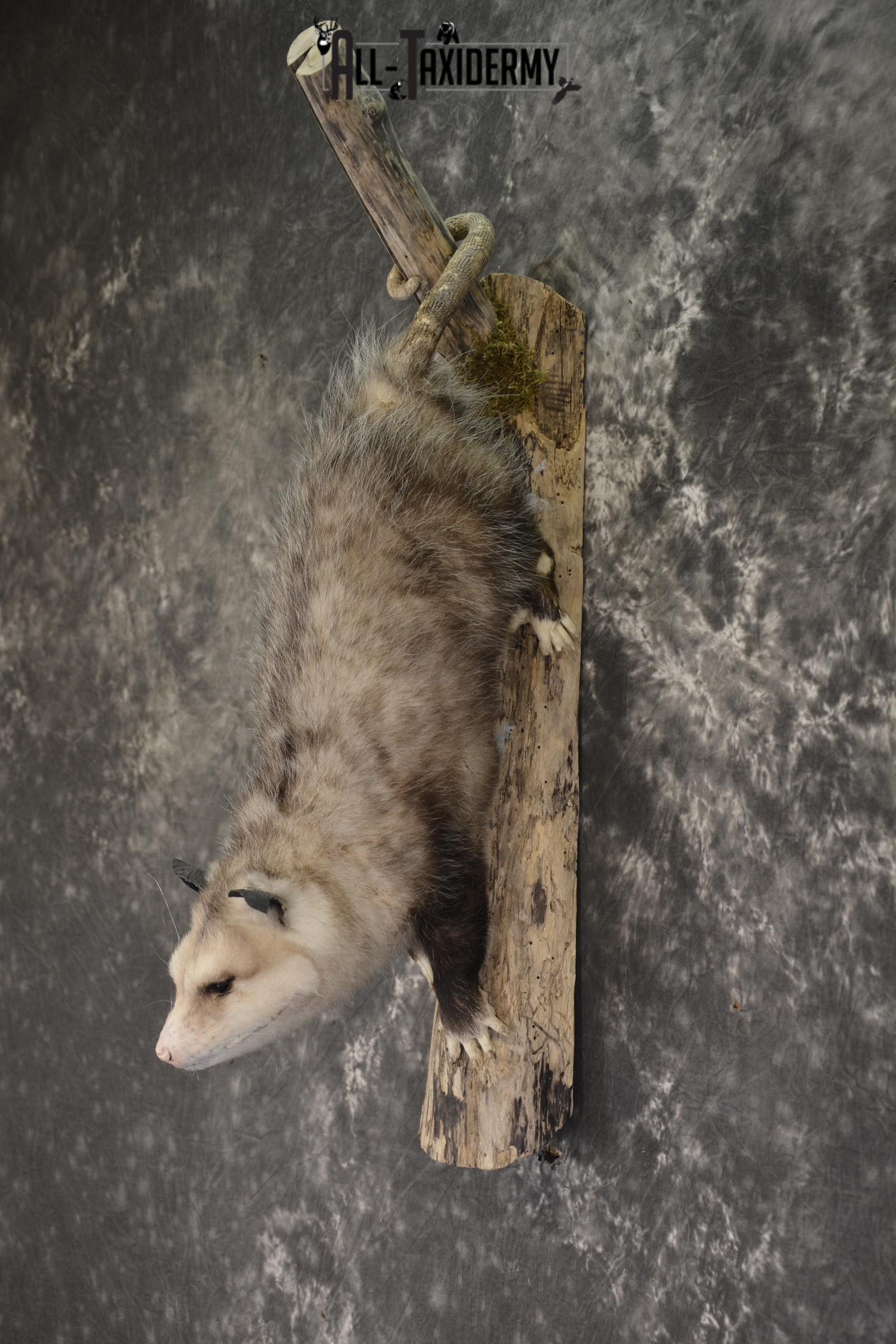 Full body opossum taxidermy mount for sale * SKU 2043 - Image 4