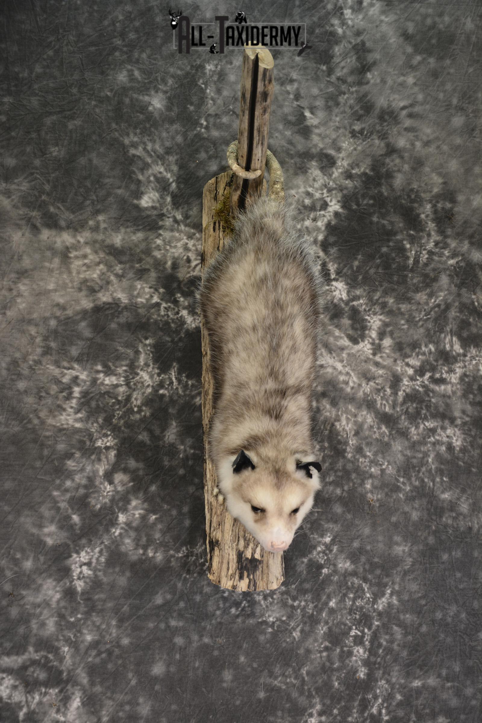 Full body opossum taxidermy mount for sale * SKU 2043 - Image 3