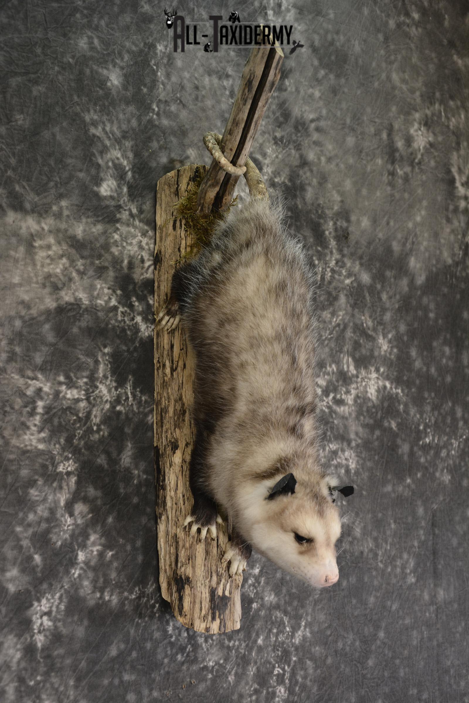 Full body opossum taxidermy mount for sale * SKU 2043 - Image 2