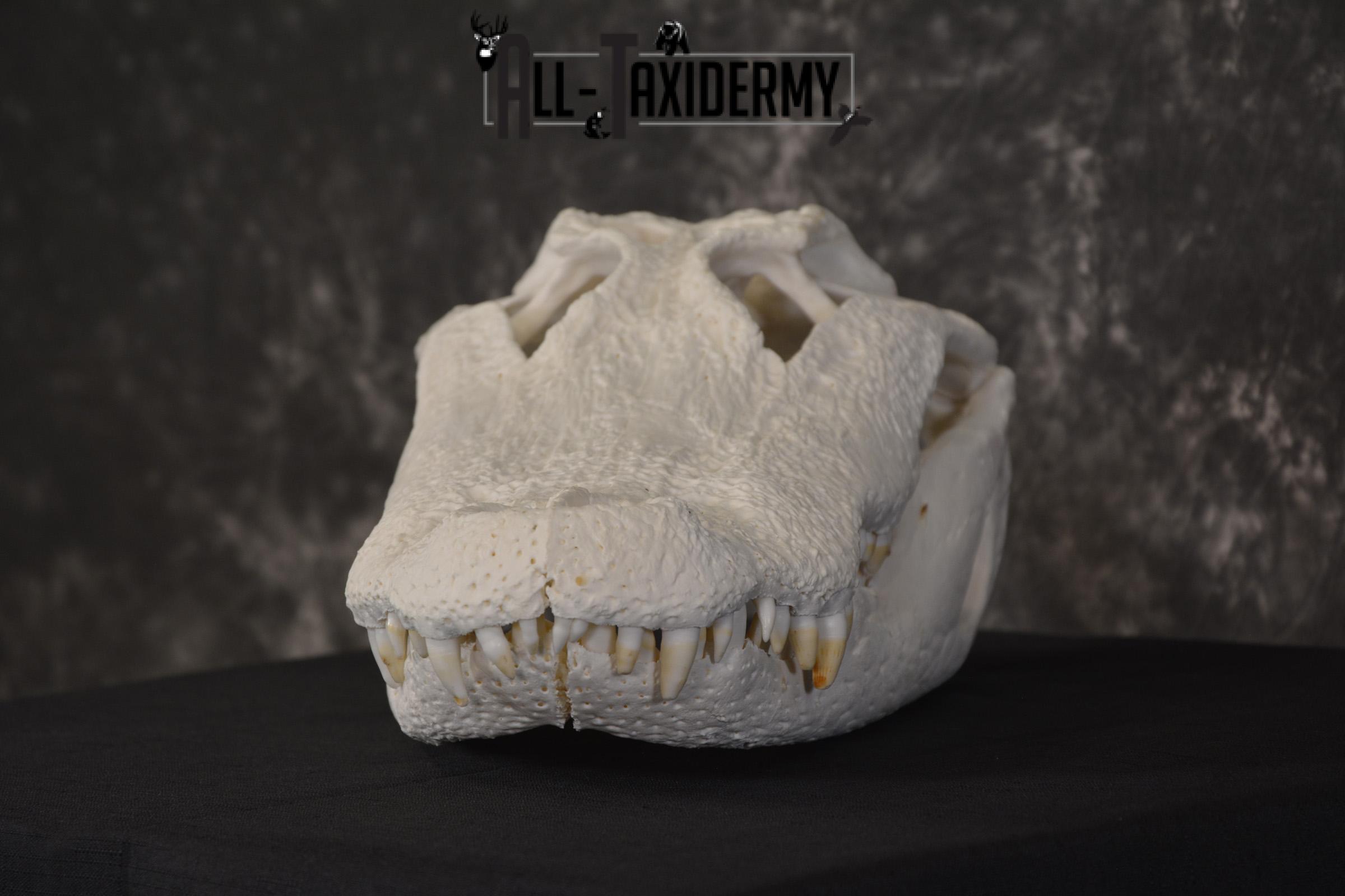 Alligator Skull taxidermy for sale * SKU 2042 - Image 7