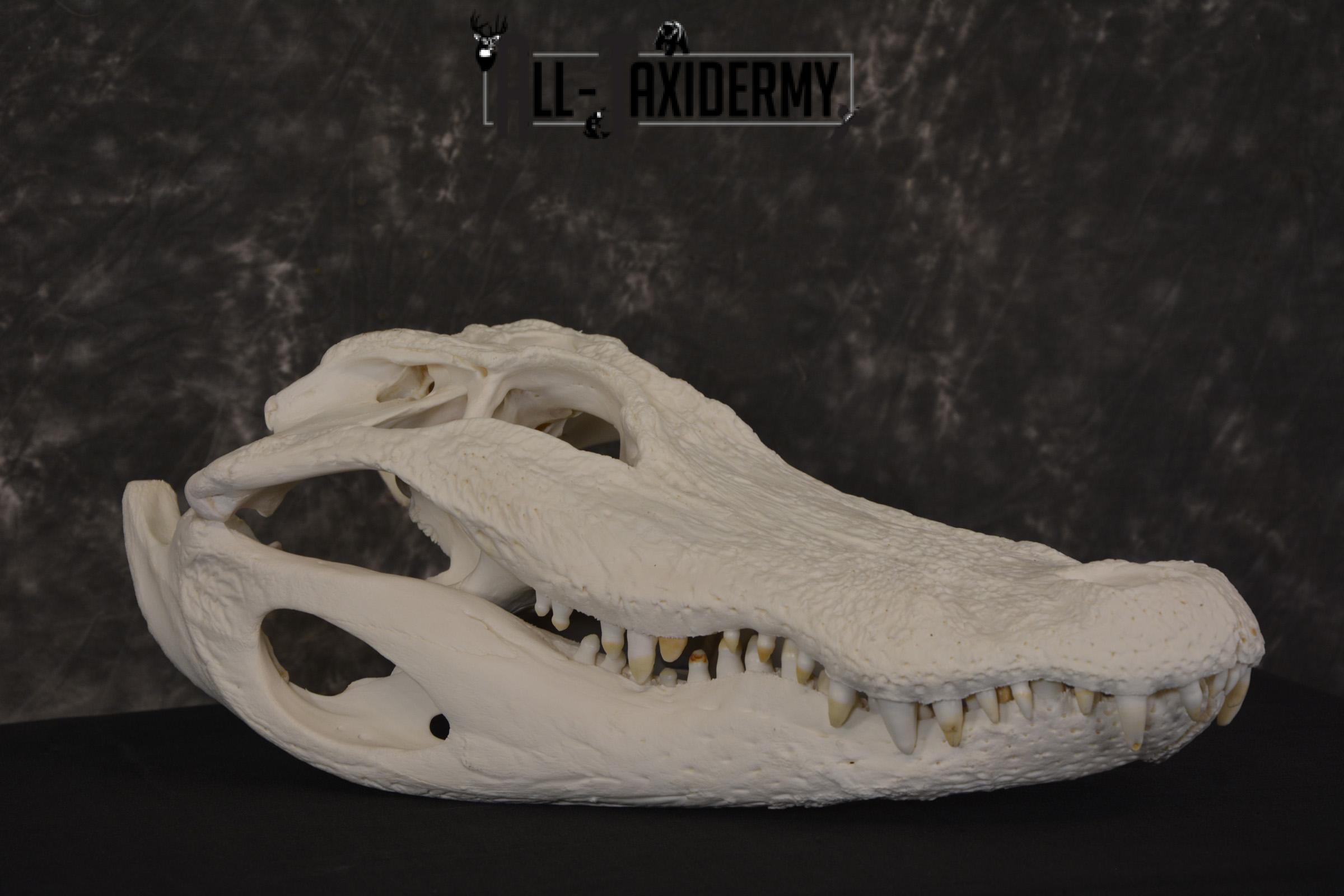 Alligator Skull taxidermy for sale * SKU 2042 - Image 5