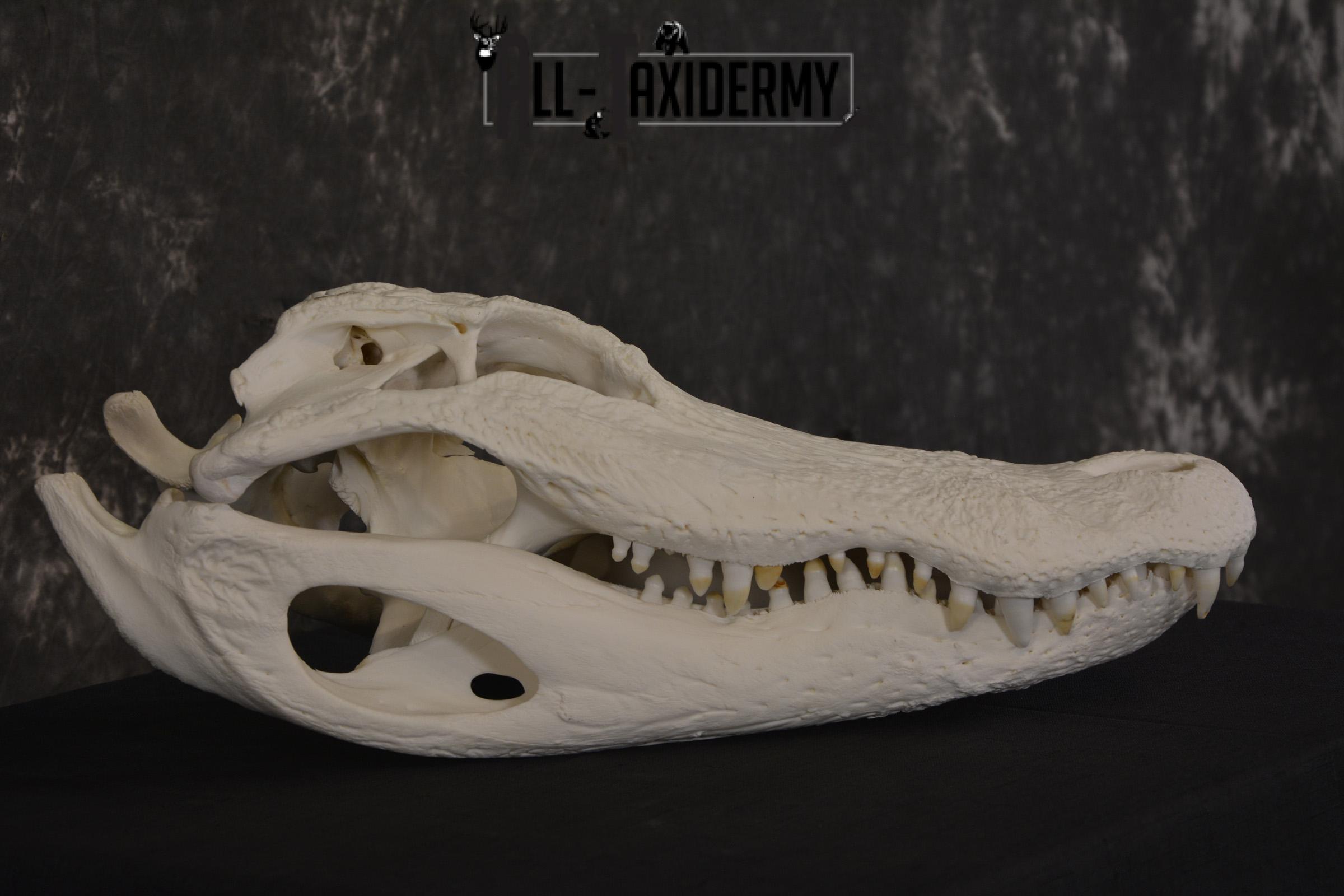 Alligator Skull taxidermy for sale * SKU 2042 - Image 4