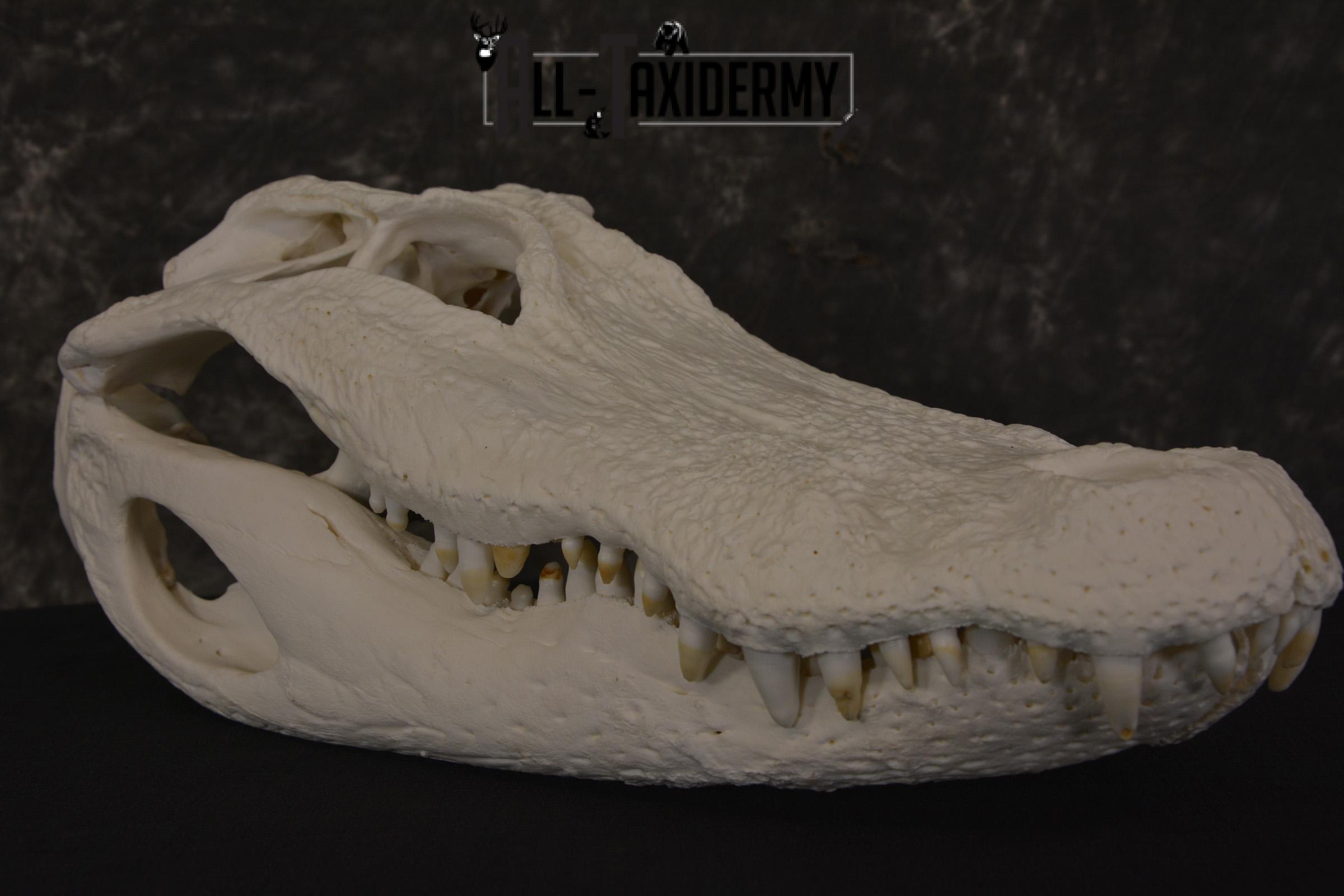 Alligator Skull taxidermy for sale * SKU 2042 - Image 3