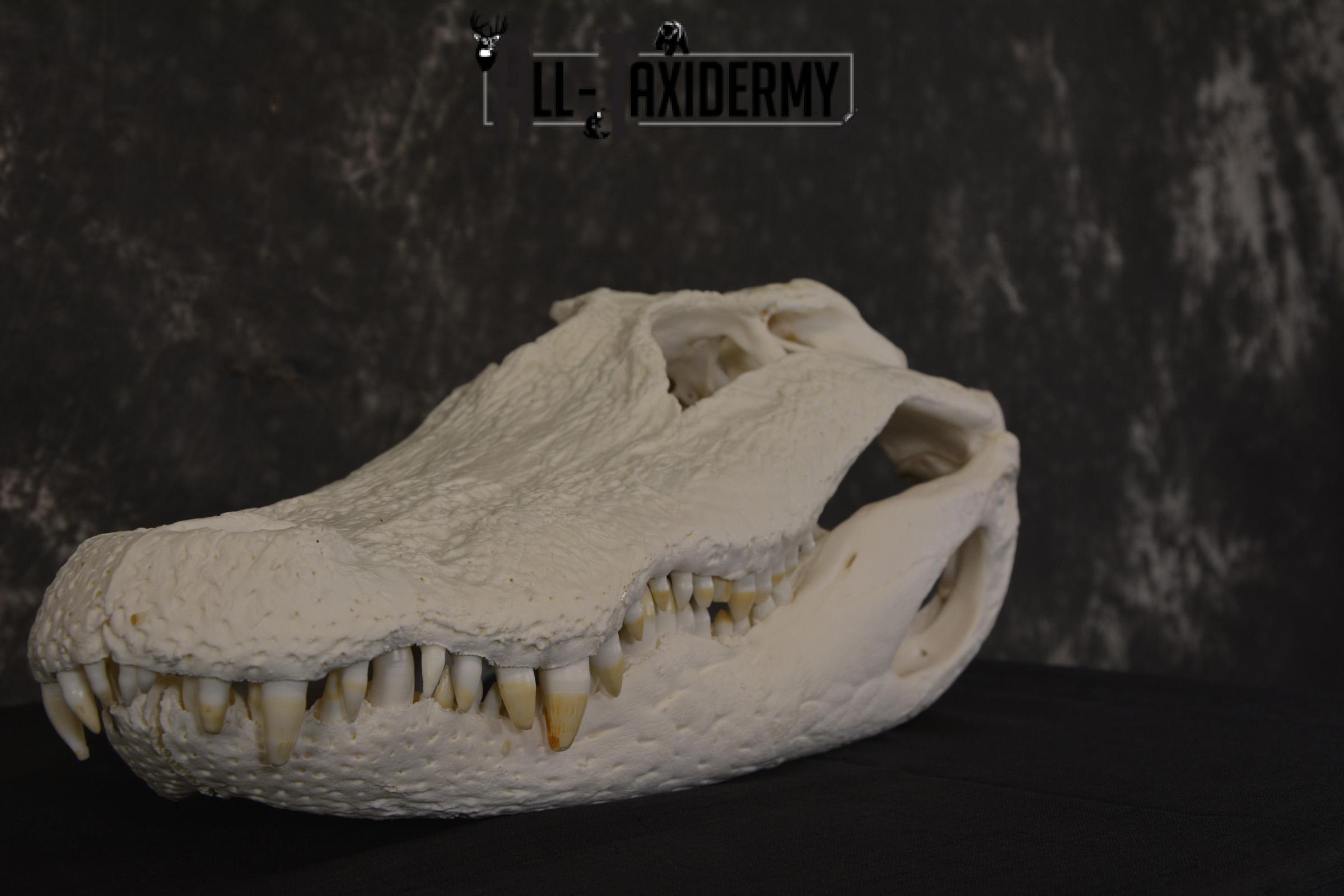 Alligator Skull taxidermy for sale * SKU 2042 - Image 2