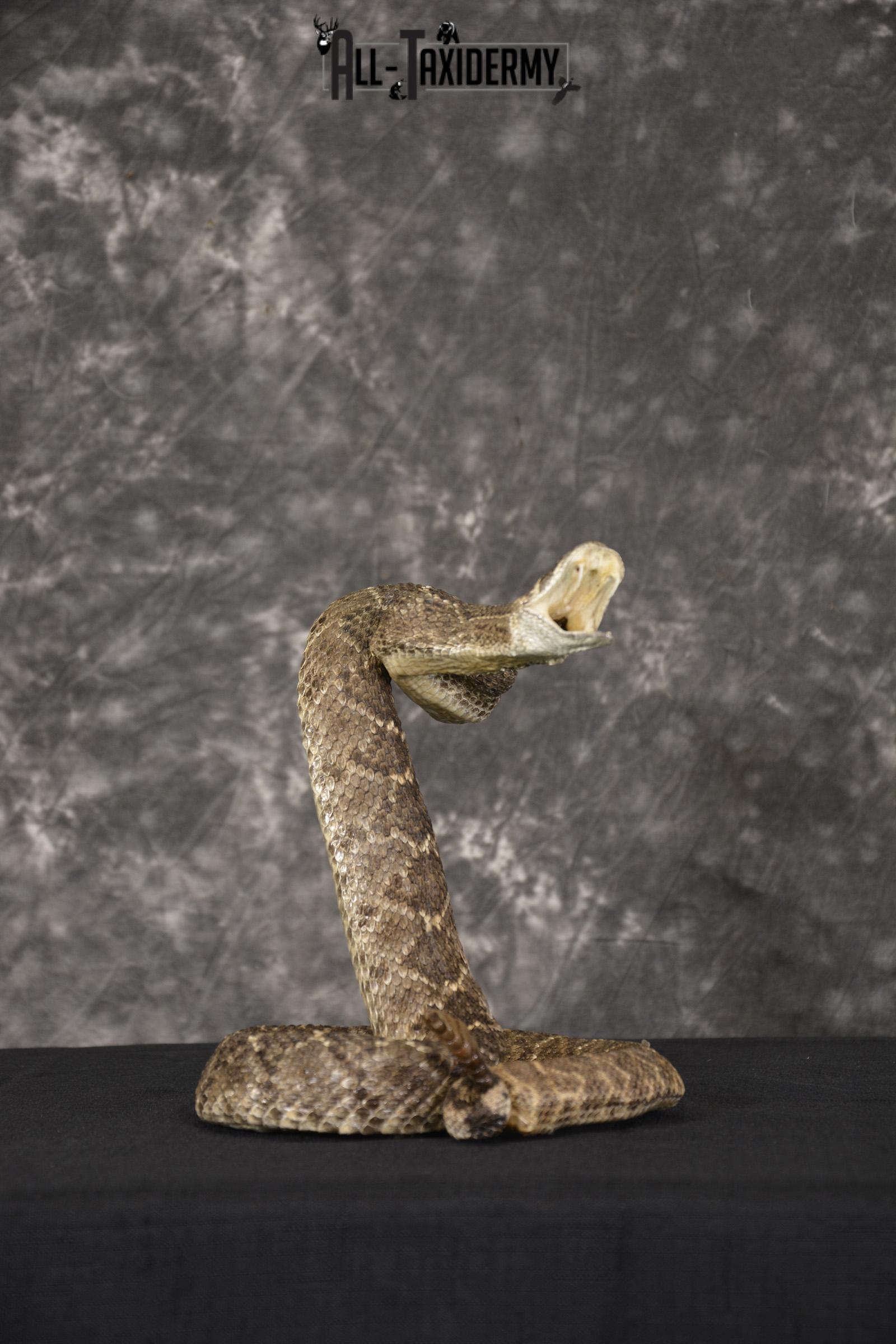 Diamondback rattle snake taxidermy mount for sale * SKU 2040