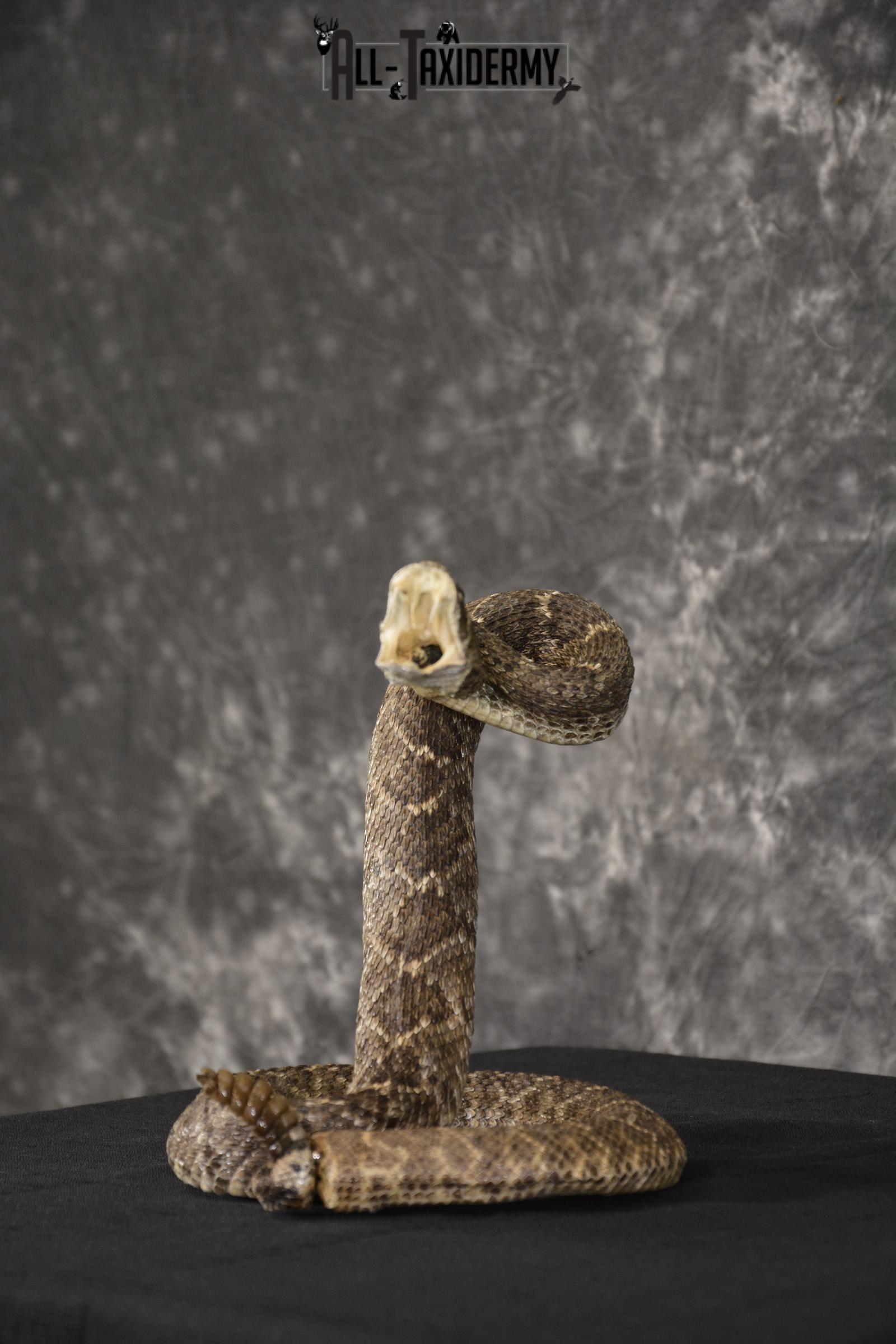 Diamondback rattle snake taxidermy mount for sale * SKU 2040 - Image 5