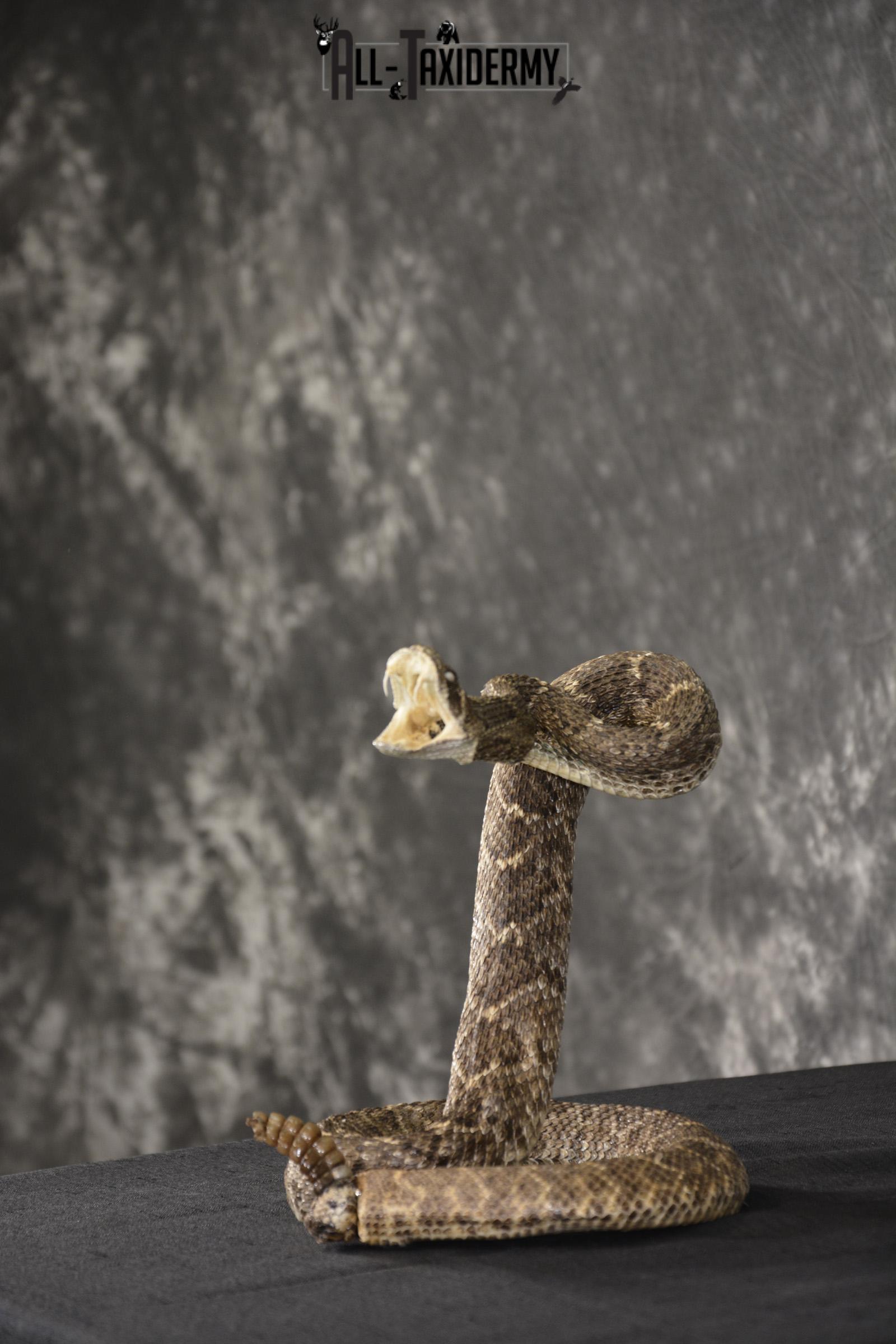 Diamondback rattle snake taxidermy mount for sale * SKU 2040 - Image 4