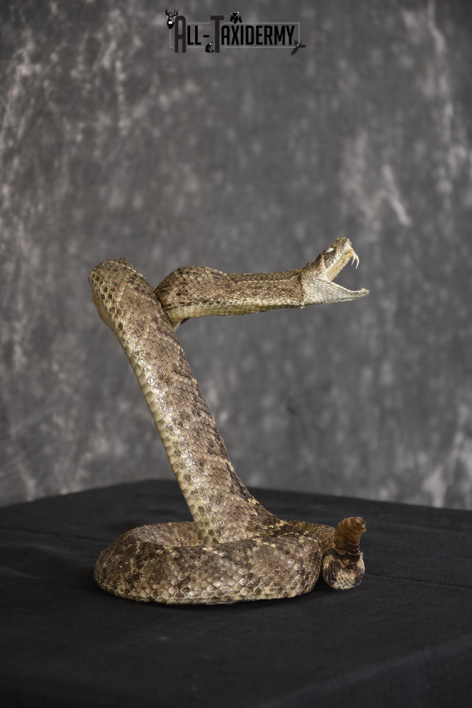 Diamondback rattle snake taxidermy mount for sale * SKU 2040 - Image 2