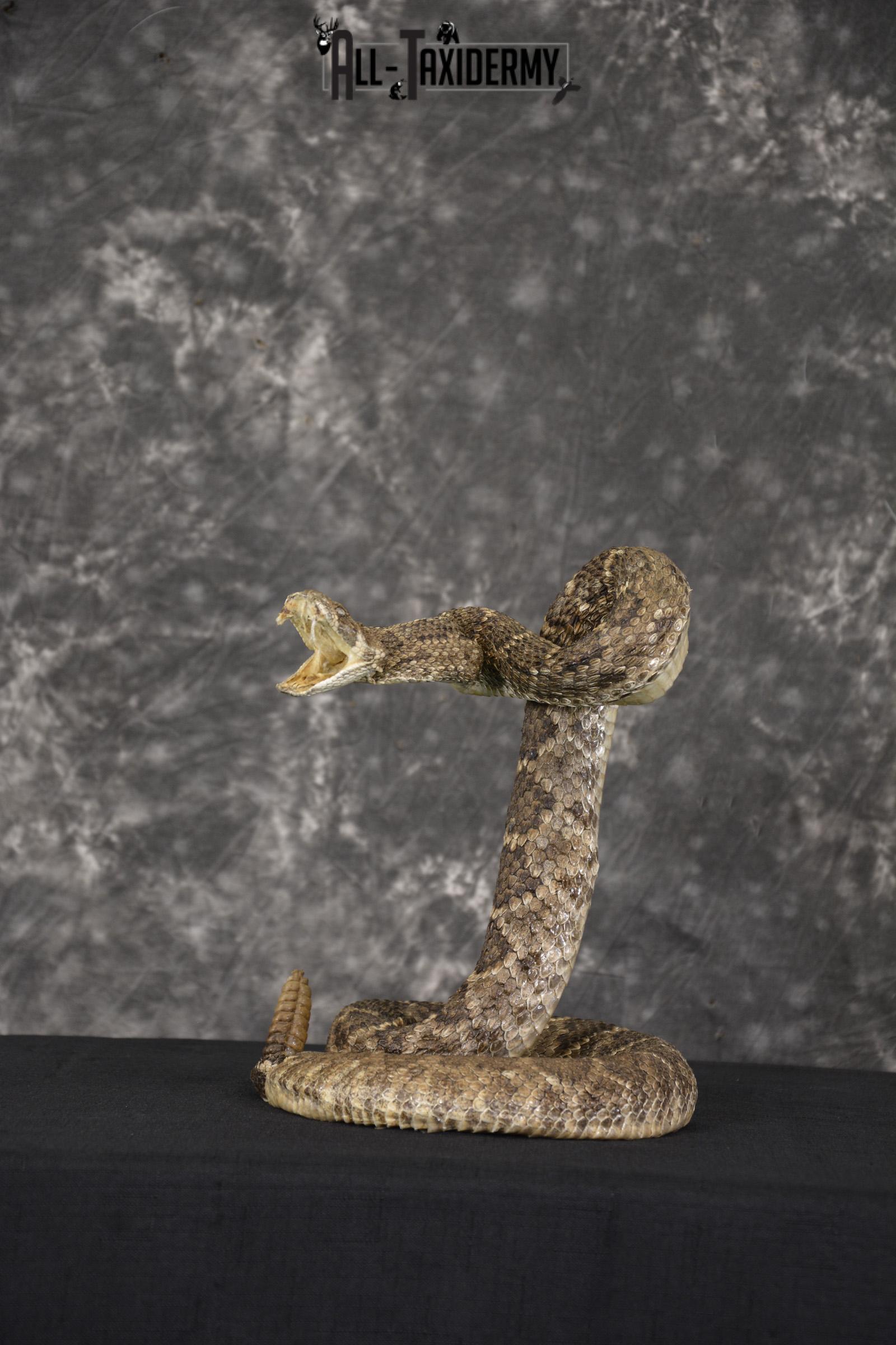 Large diamondback rattle snake taxidermy mount for sale * SKU 2039