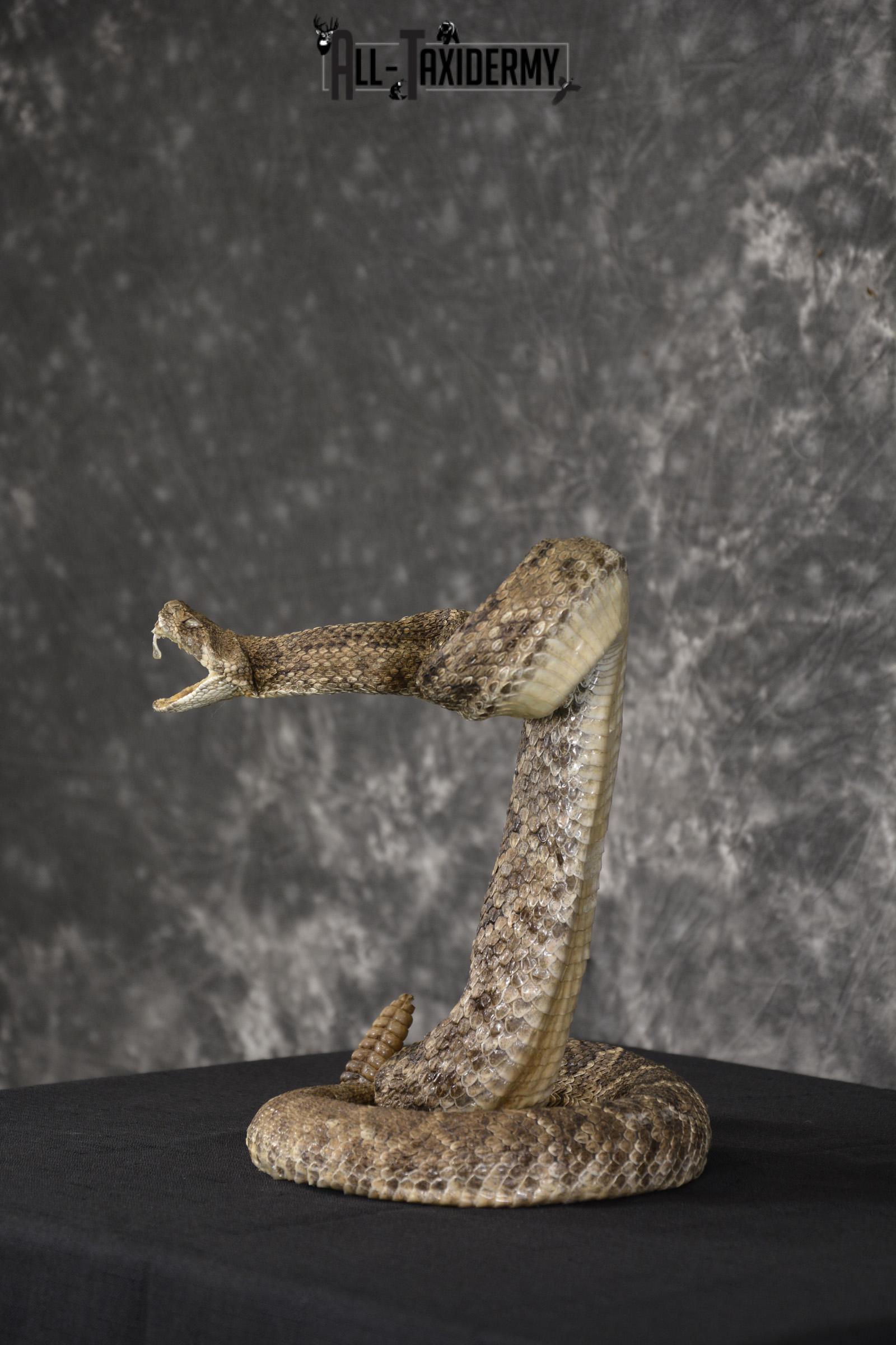 Large diamondback rattle snake taxidermy mount for sale * SKU 2039 - Image 5