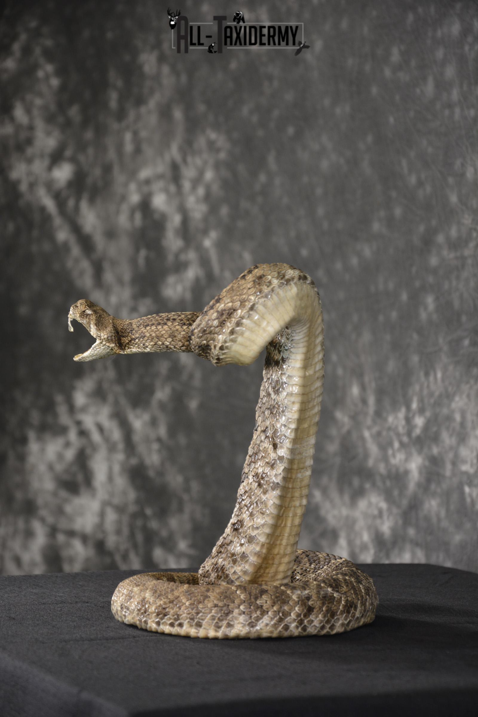 Large diamondback rattle snake taxidermy mount for sale * SKU 2039 - Image 4
