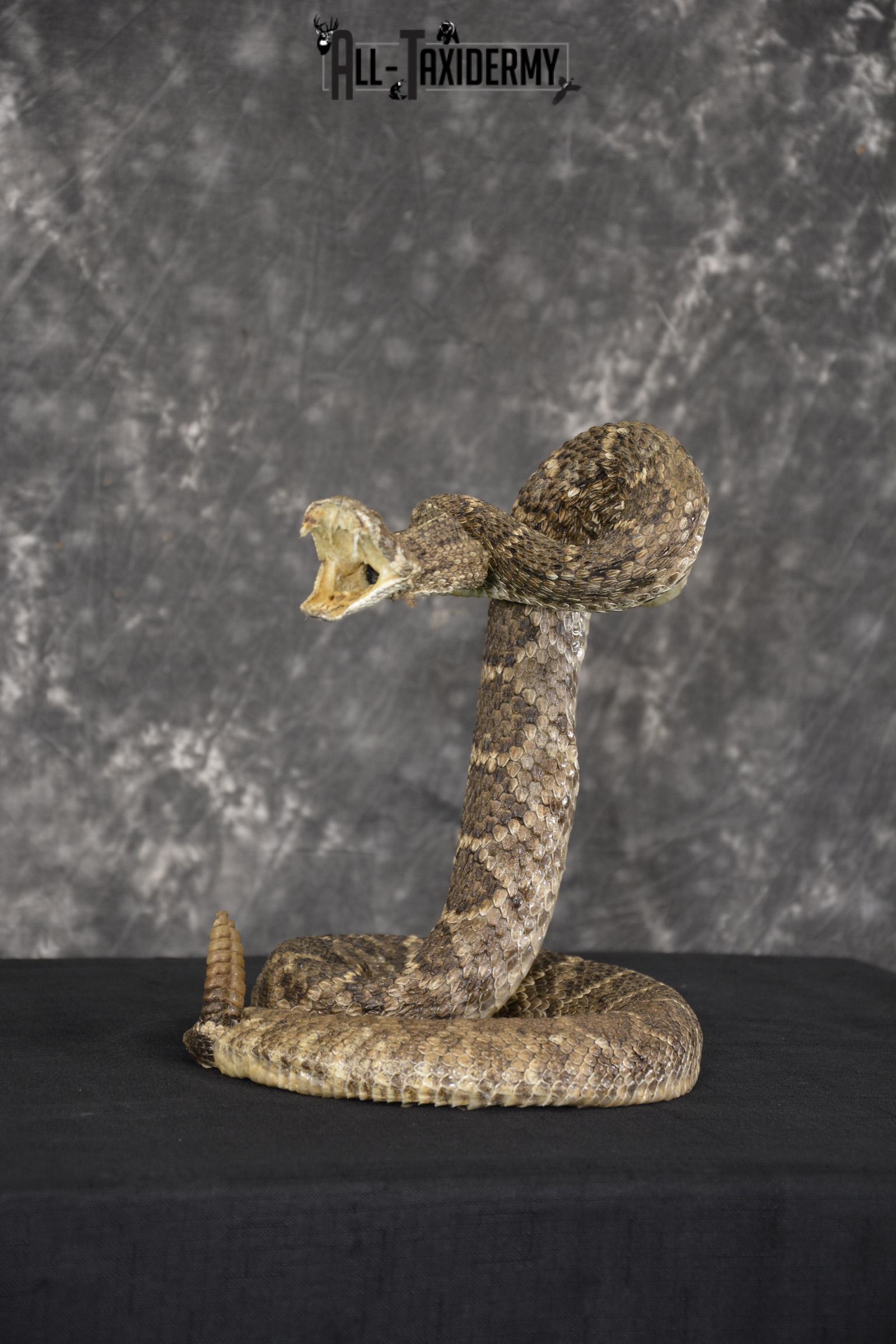 Large diamondback rattle snake taxidermy mount for sale * SKU 2039 - Image 3