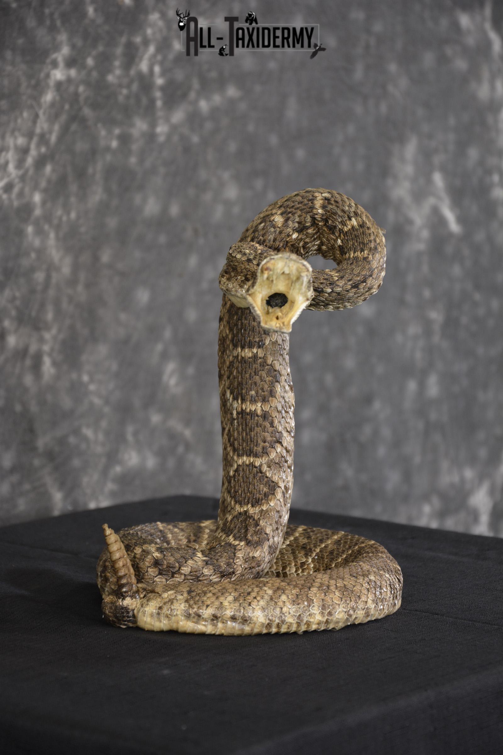 Large diamondback rattle snake taxidermy mount for sale * SKU 2039 - Image 2