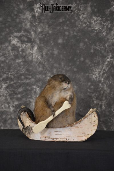 Muskrat in canoe taxidermy mount for sale * SKU 2032