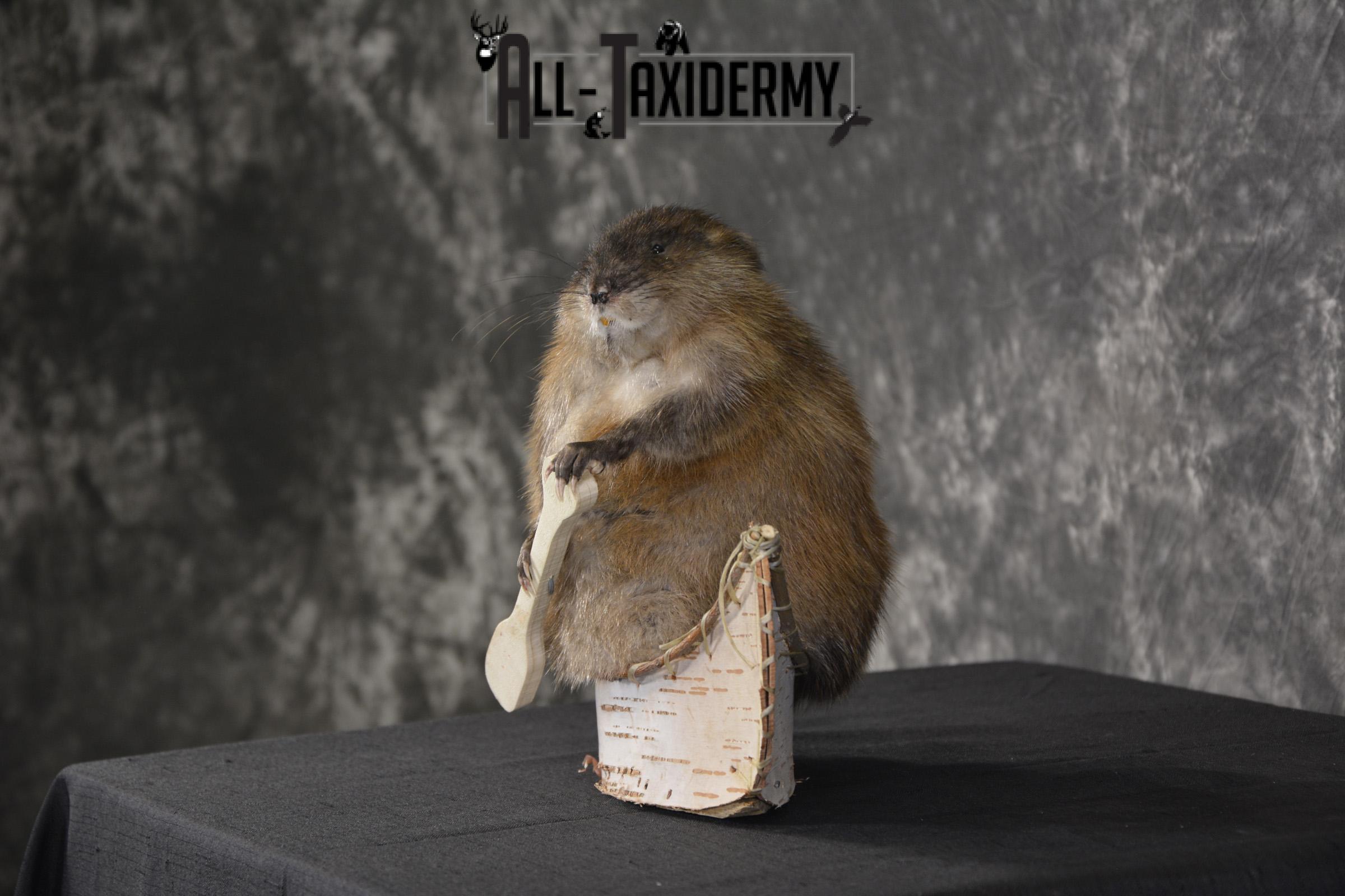 Muskrat in canoe taxidermy mount for sale * SKU 2032 - Image 5
