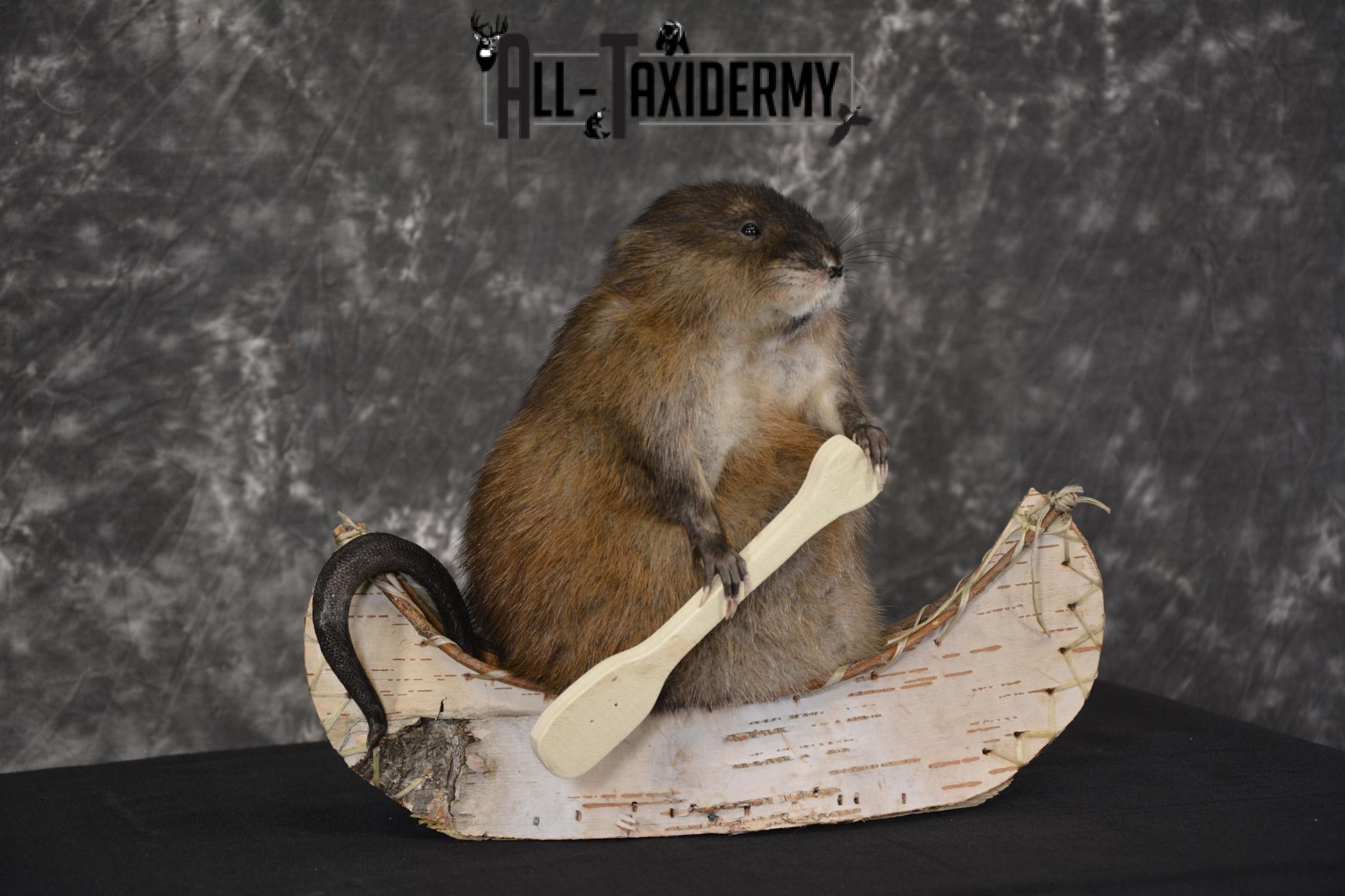 Muskrat in canoe taxidermy mount for sale * SKU 2032 - Image 4