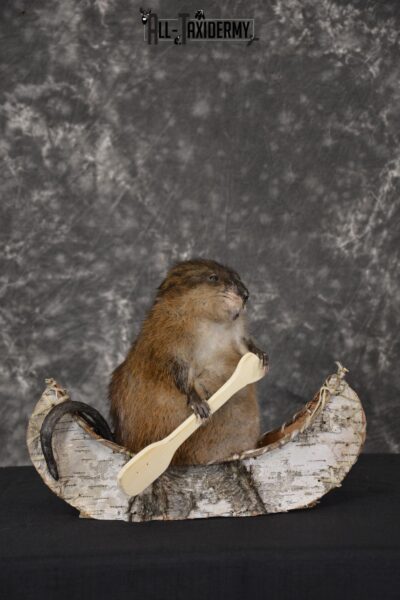 Muskrat in canoe taxidermy mount for sale * SKU 2034