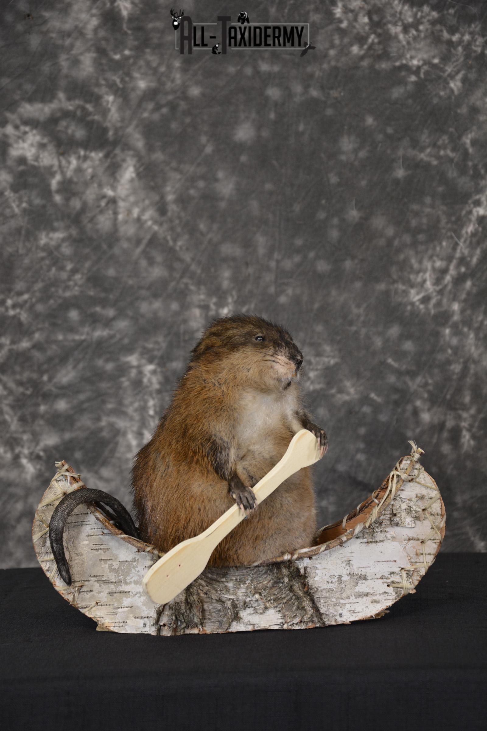 Muskrat in canoe taxidermy mount for sale * SKU 2034