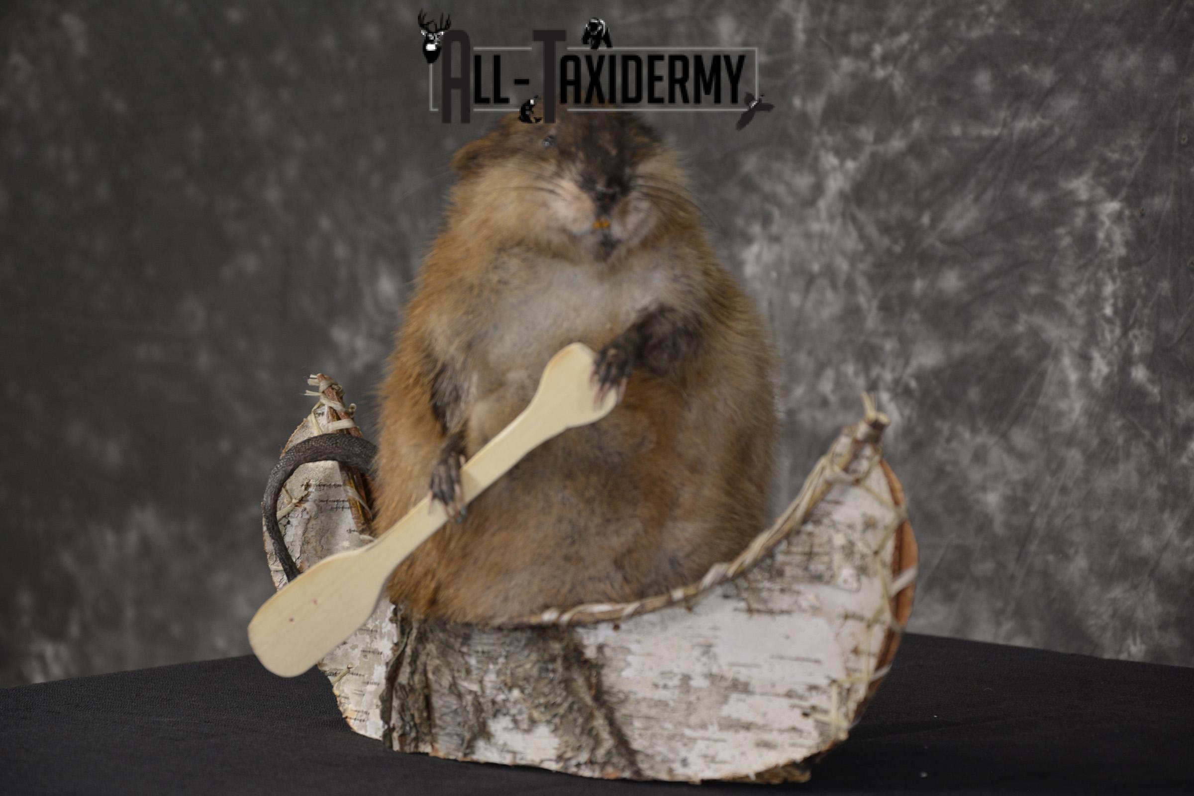 Muskrat in canoe taxidermy mount for sale * SKU 2034 - Image 6