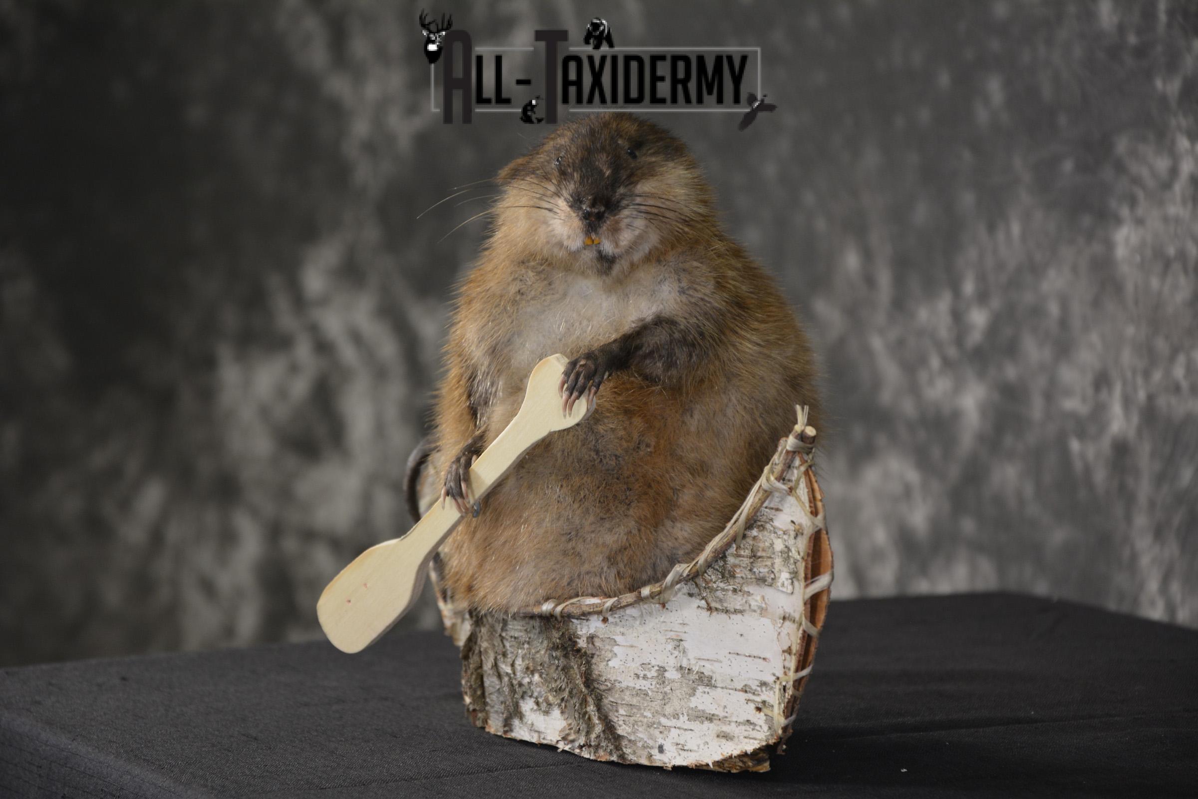 Muskrat in canoe taxidermy mount for sale * SKU 2034 - Image 5