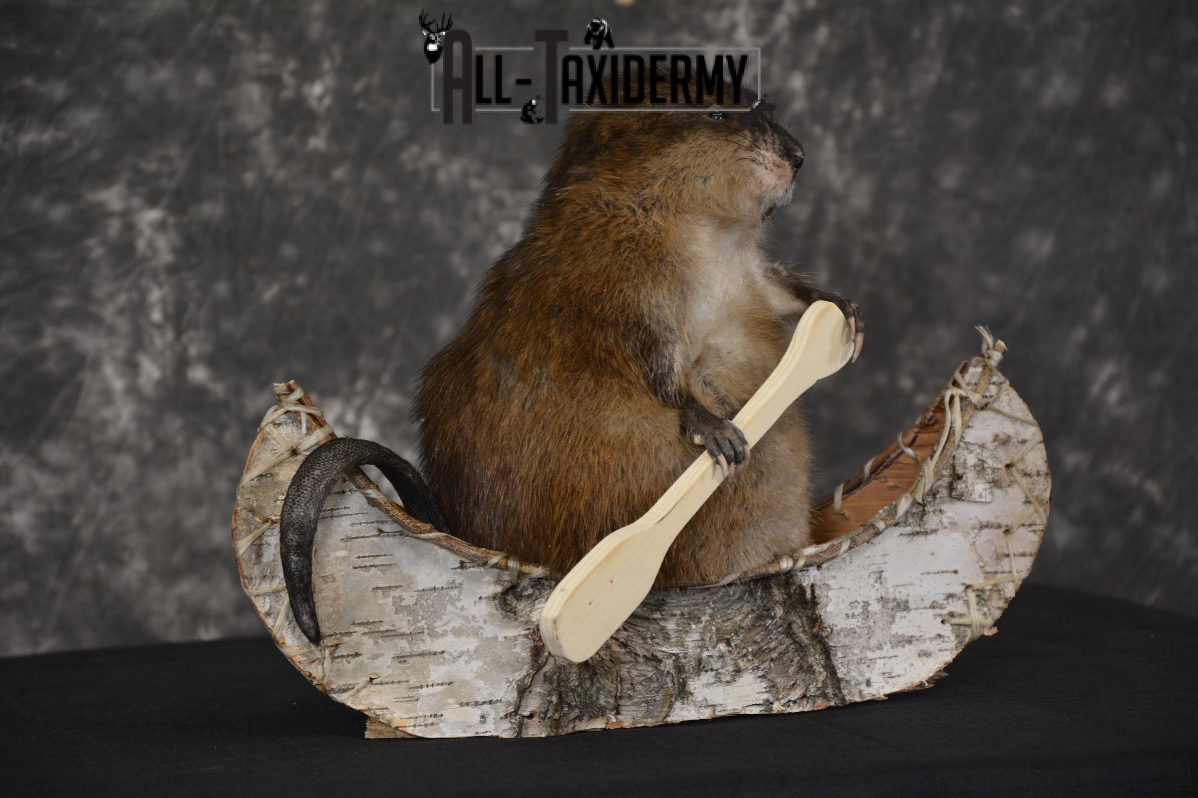 Muskrat in canoe taxidermy mount for sale * SKU 2034 - Image 4