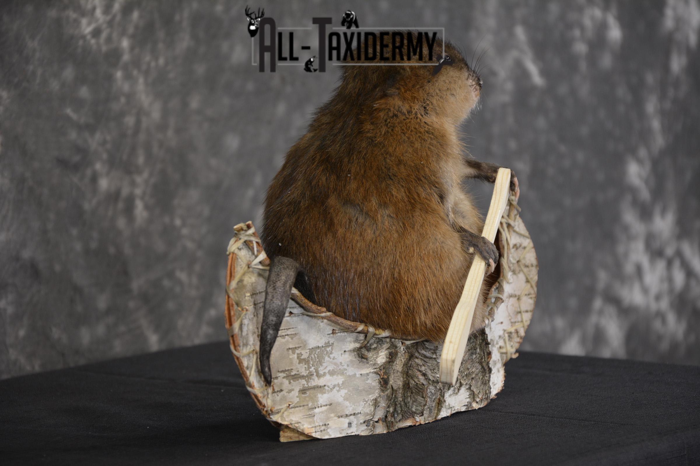 Muskrat in canoe taxidermy mount for sale * SKU 2034 - Image 3