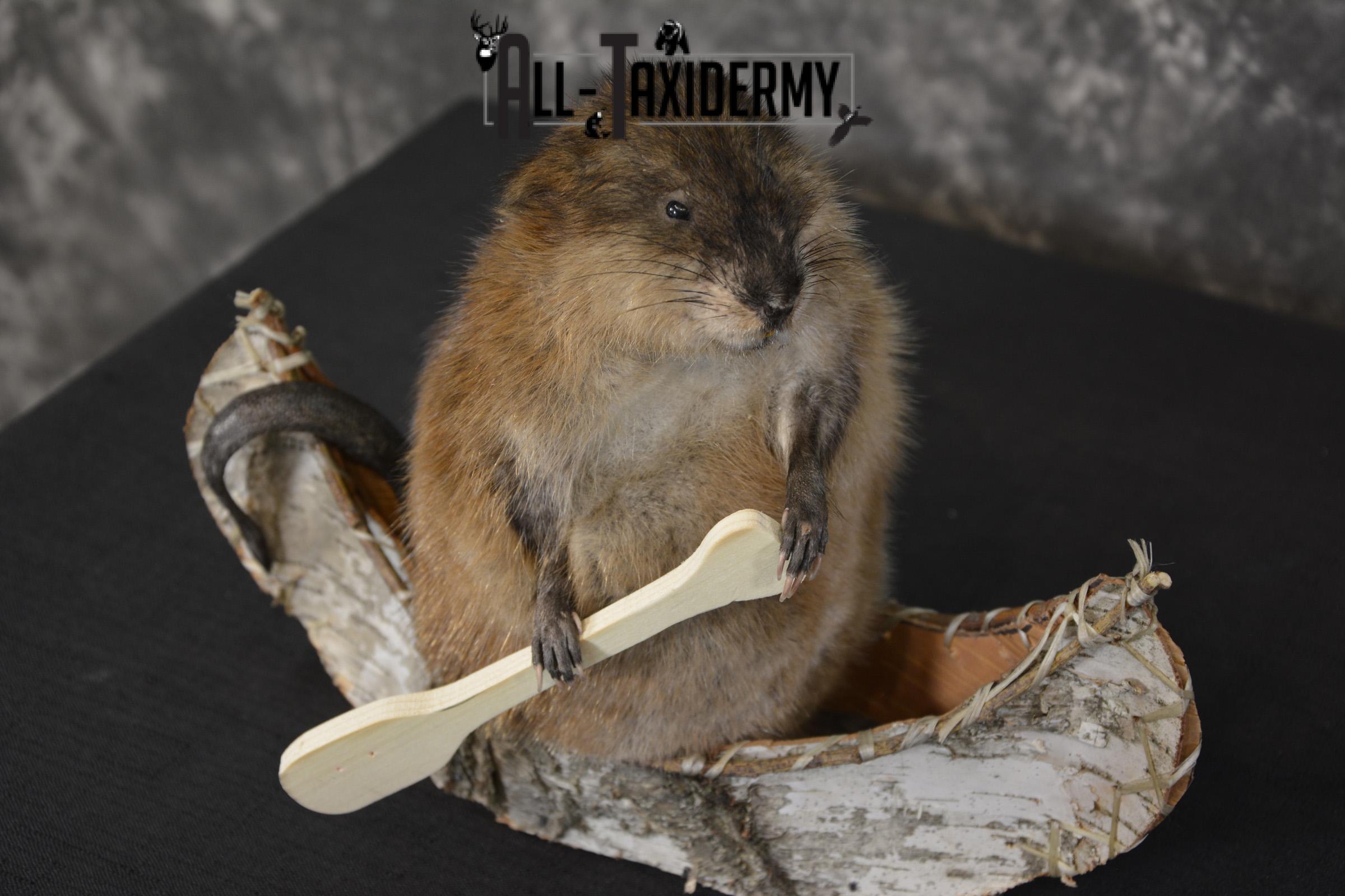 Muskrat in canoe taxidermy mount for sale * SKU 2034 - Image 2