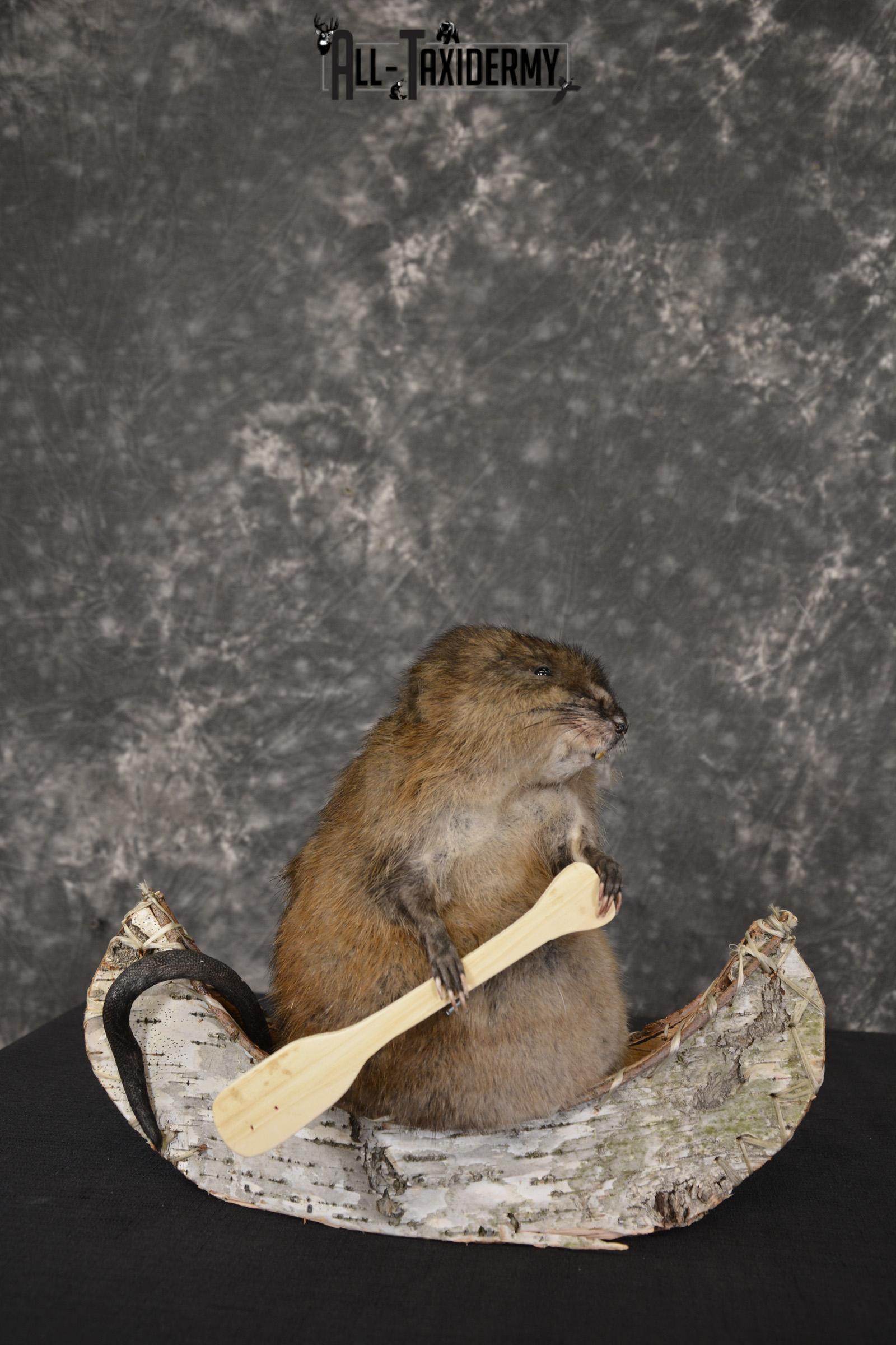 Muskrat in canoe taxidermy mount for sale * SKU 2031