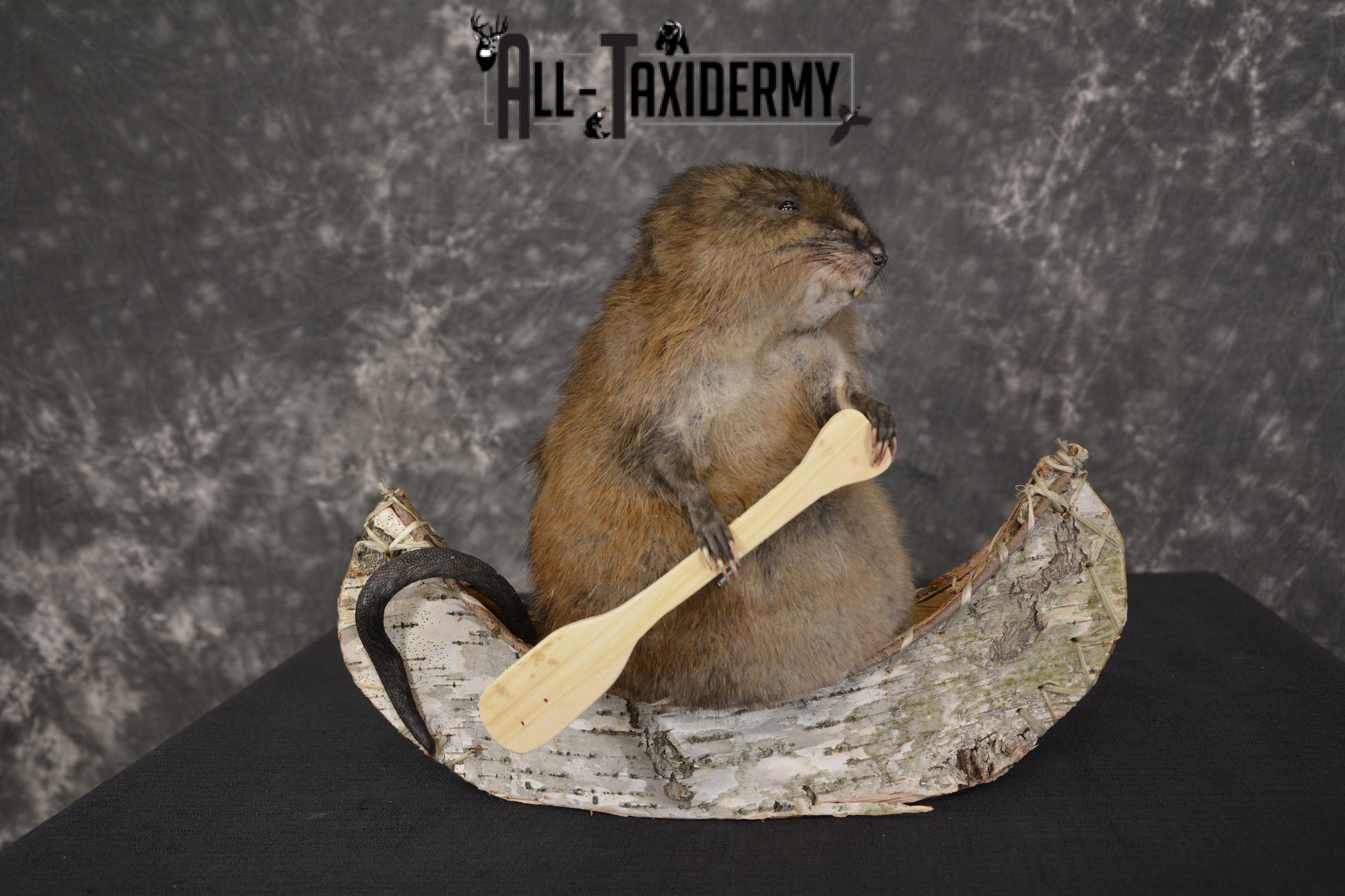 Muskrat in canoe taxidermy mount for sale * SKU 2031 - Image 7