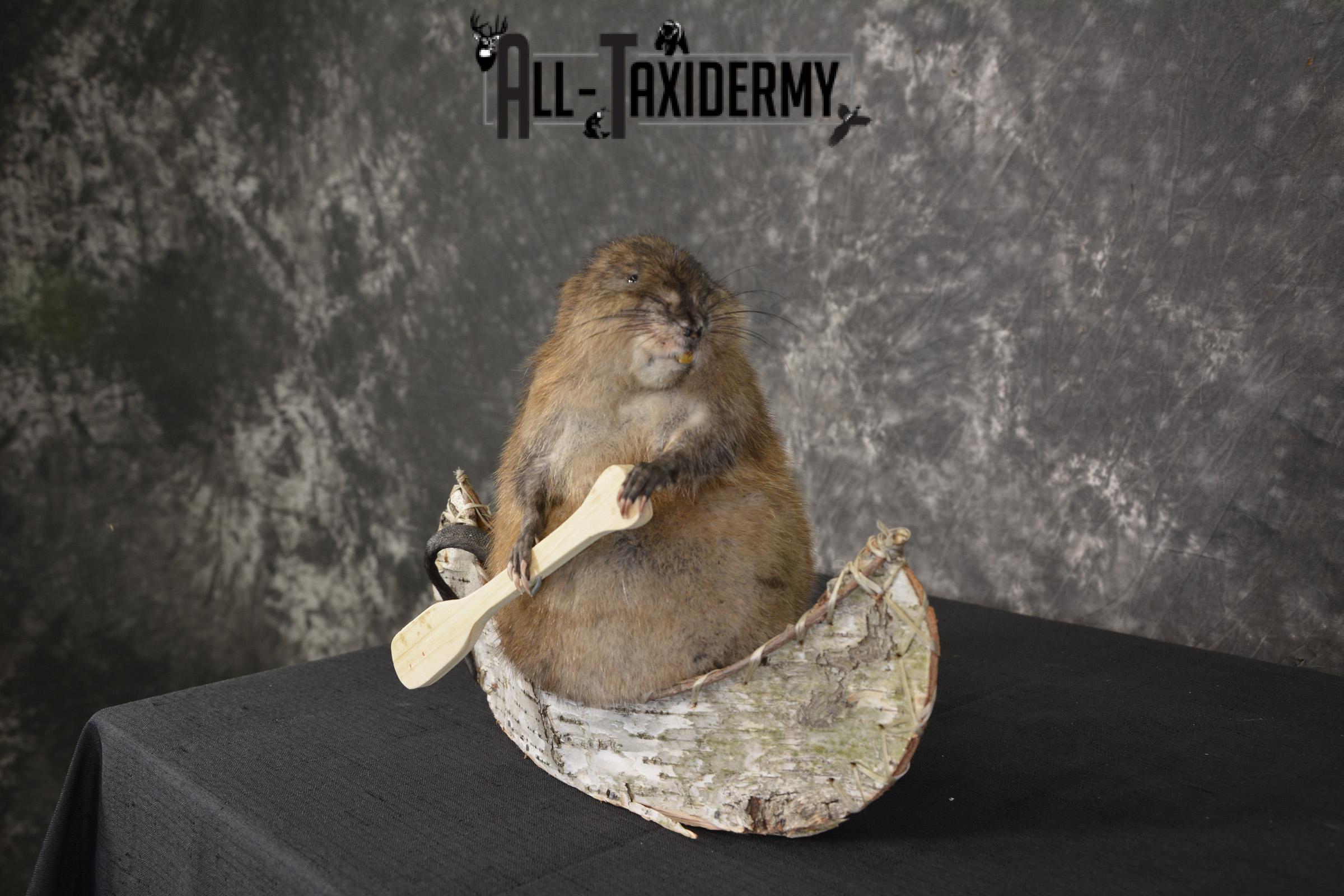 Muskrat in canoe taxidermy mount for sale * SKU 2031 - Image 6
