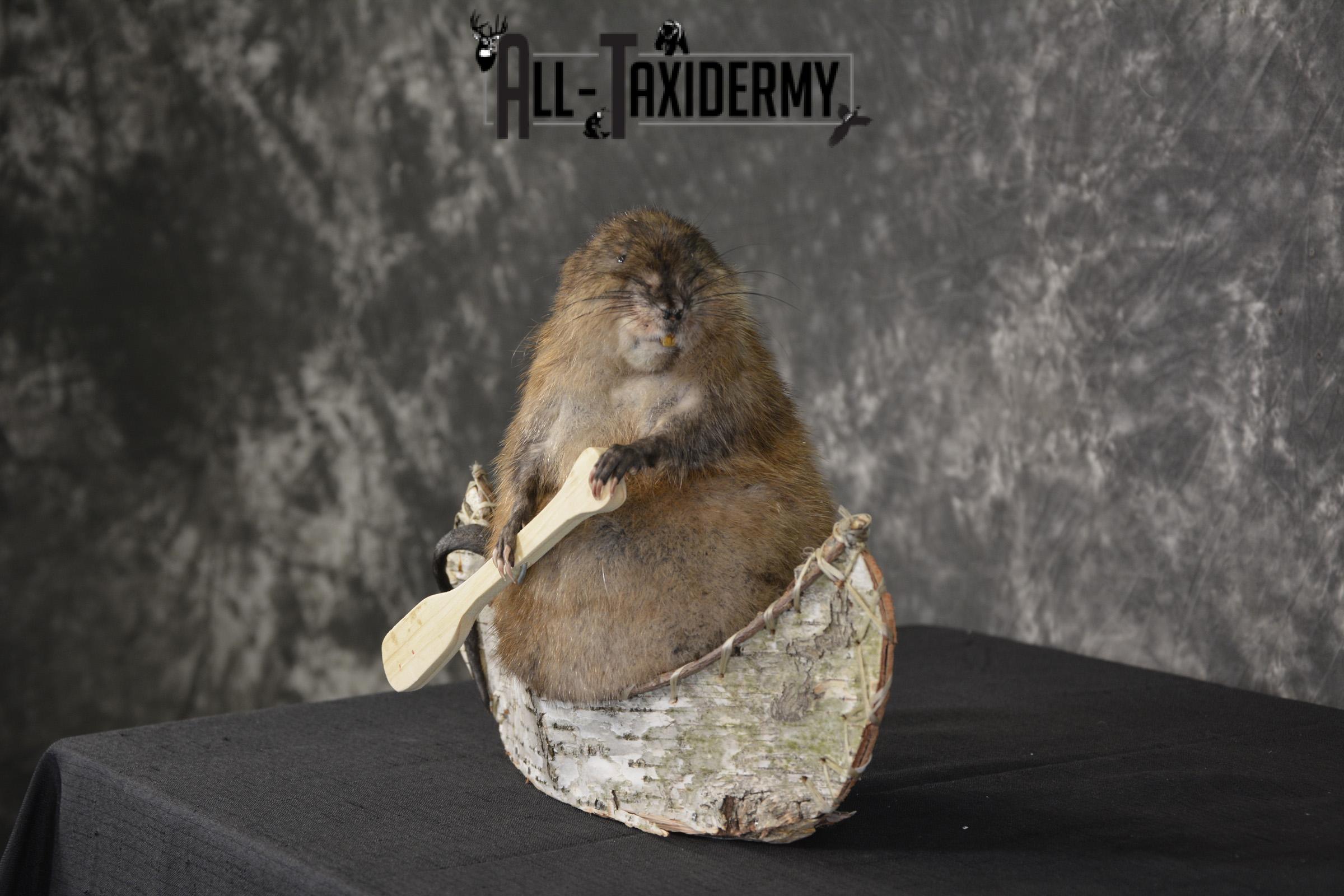 Muskrat in canoe taxidermy mount for sale * SKU 2031 - Image 5