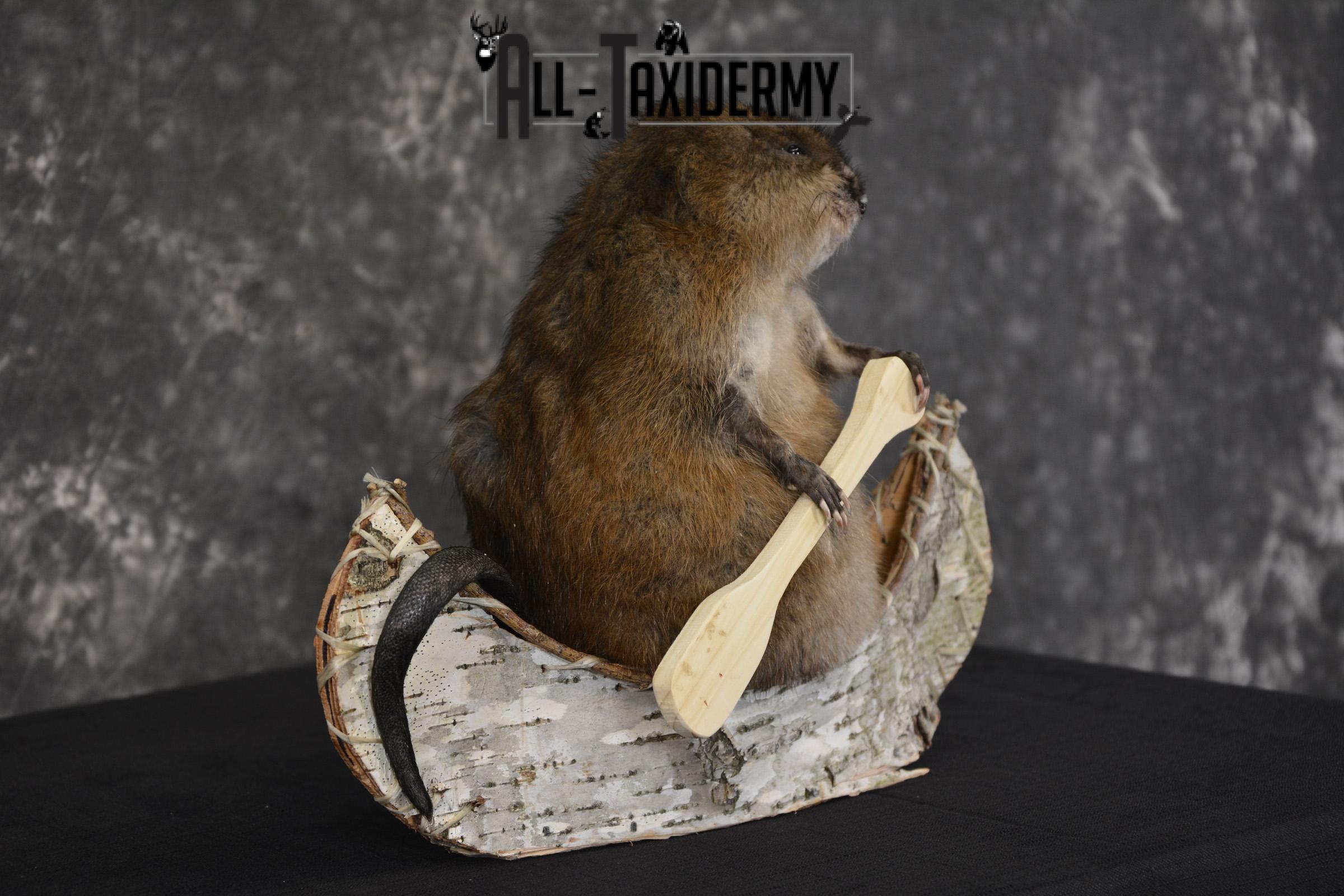 Muskrat in canoe taxidermy mount for sale * SKU 2031 - Image 4