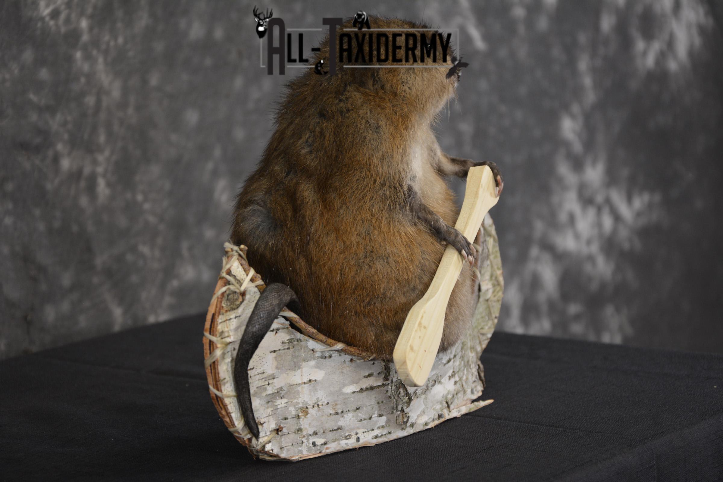 Muskrat in canoe taxidermy mount for sale * SKU 2031 - Image 3