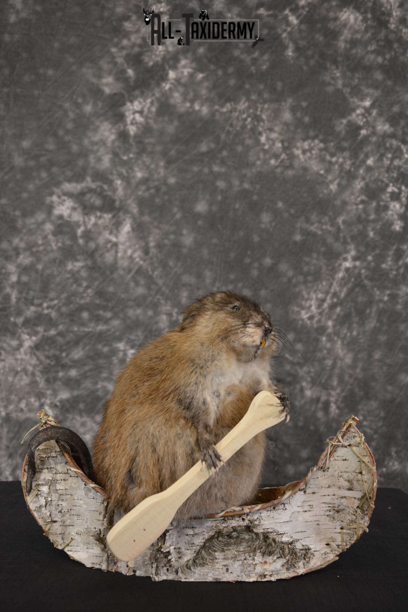 Muskrat in canoe taxidermy mount for sale * SKU 2033