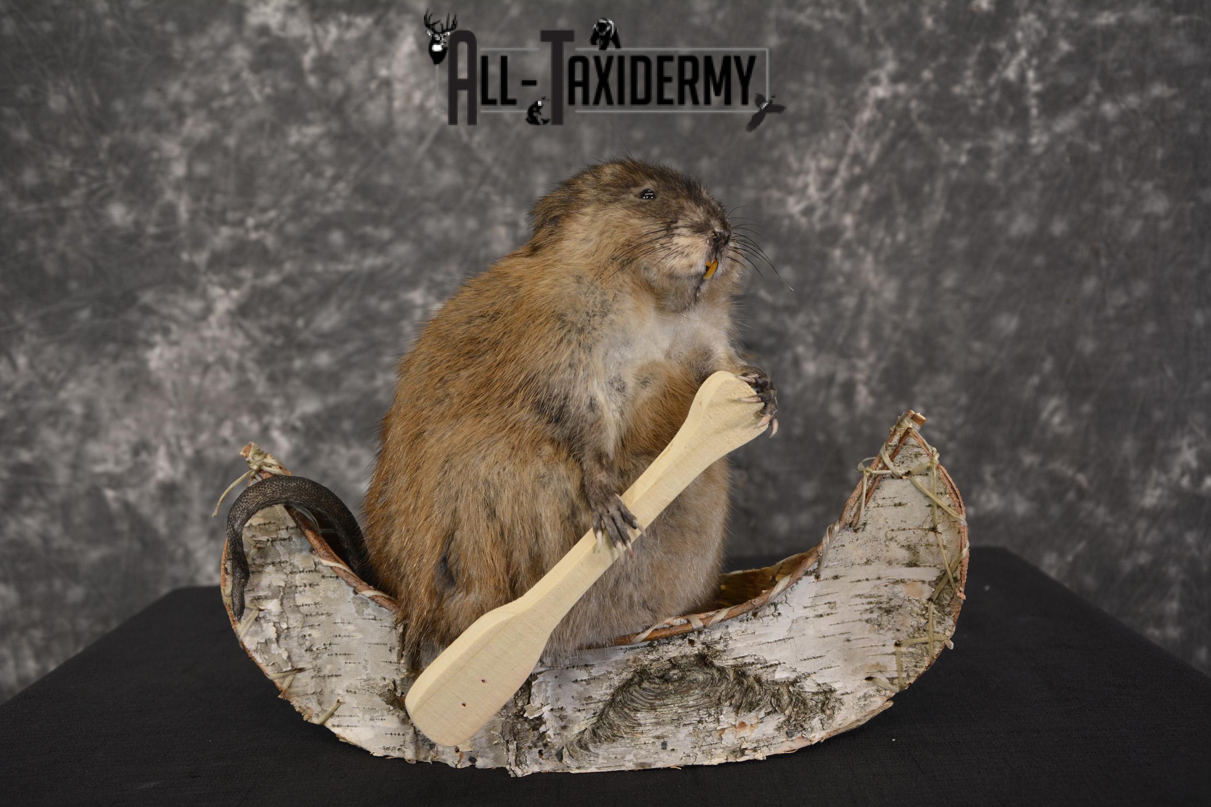 Muskrat in canoe taxidermy mount for sale * SKU 2033 - Image 7
