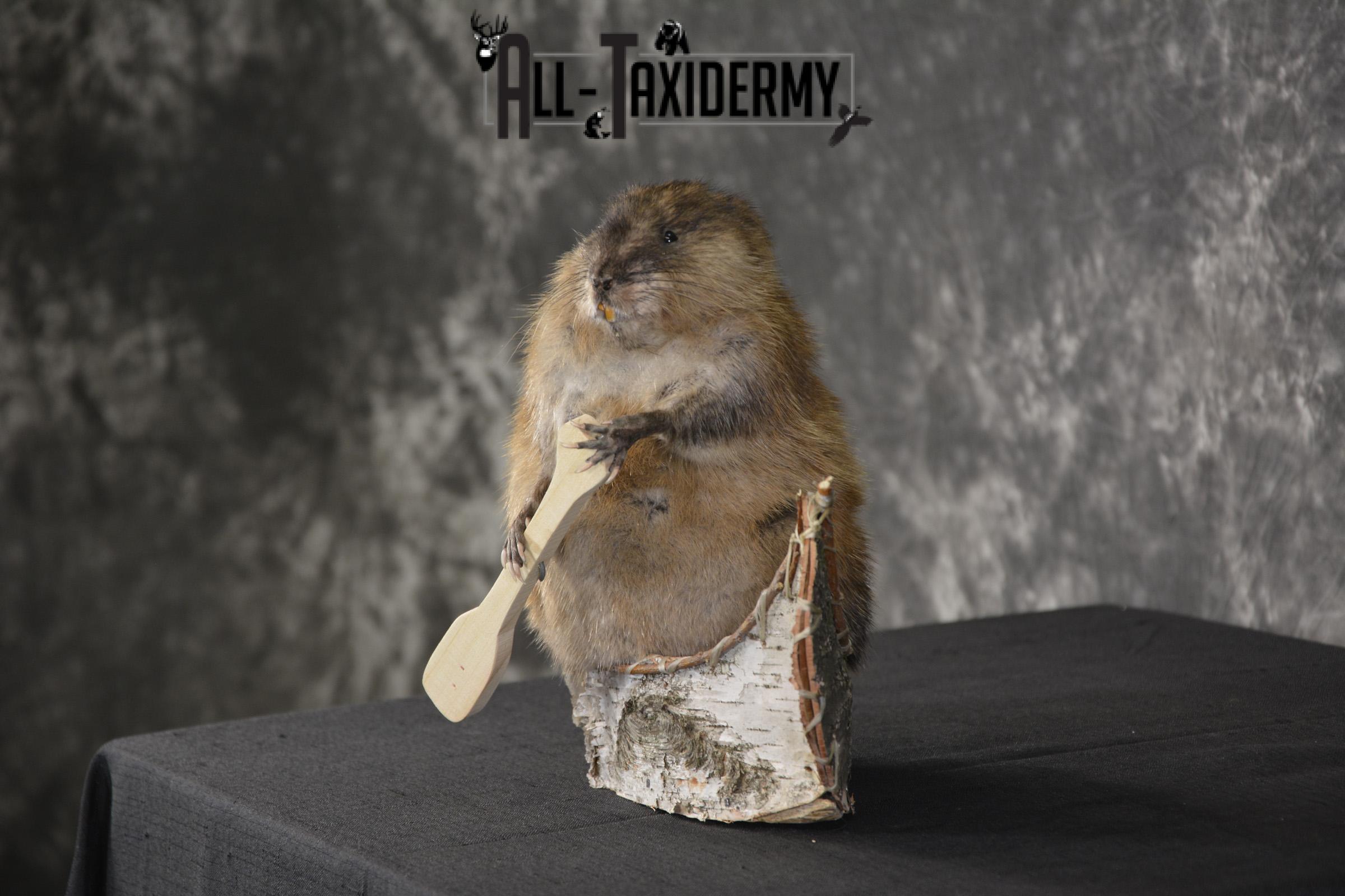 Muskrat in canoe taxidermy mount for sale * SKU 2033 - Image 5