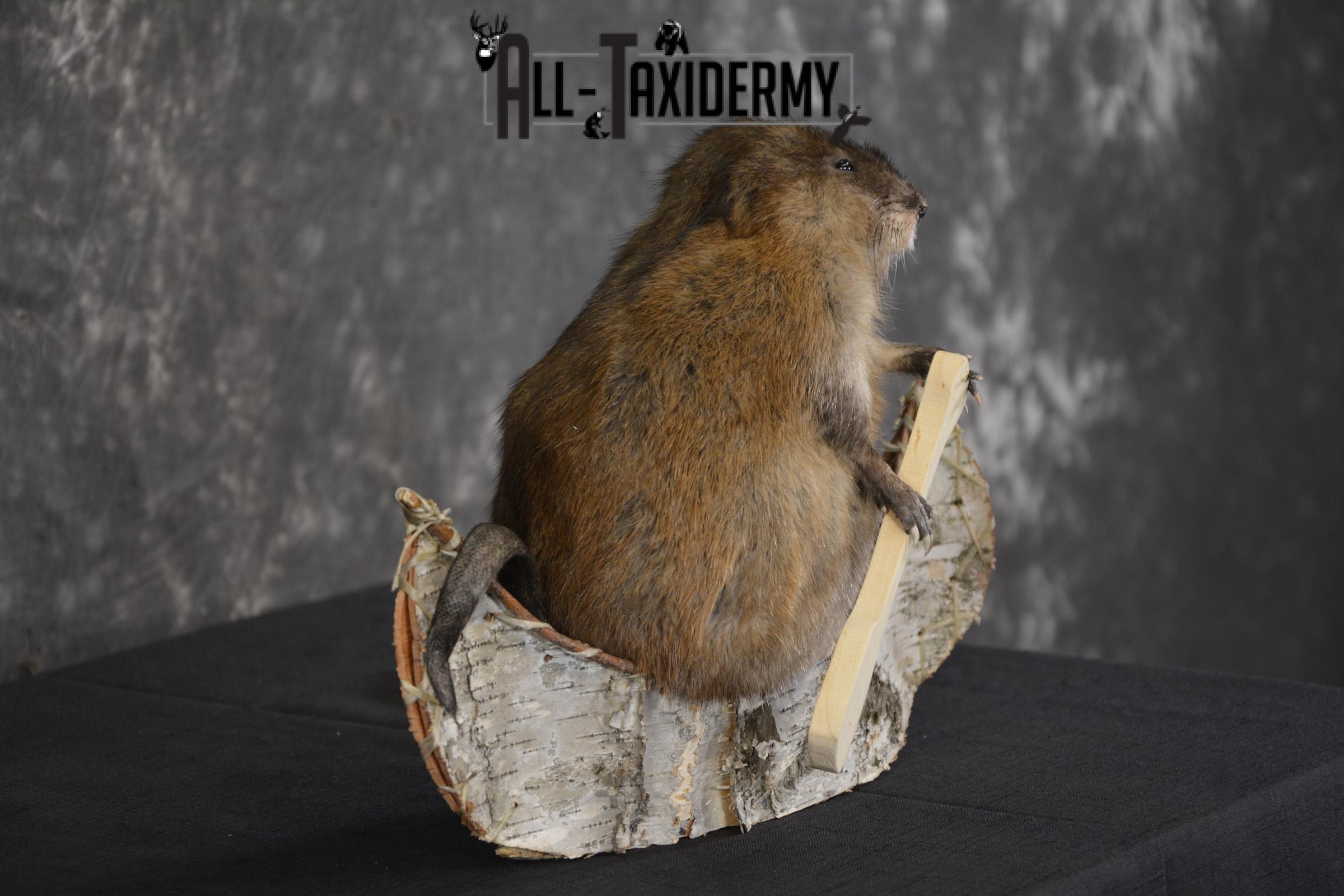 Muskrat in canoe taxidermy mount for sale * SKU 2033 - Image 3