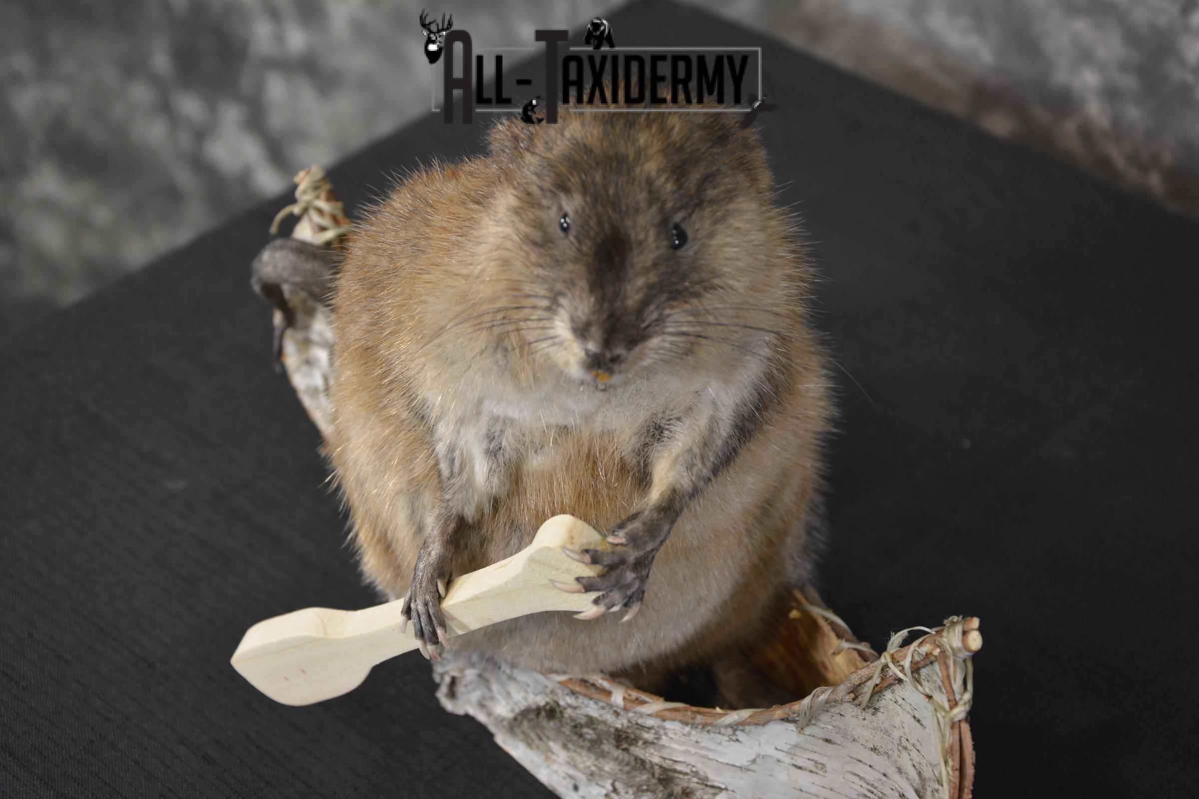 Muskrat in canoe taxidermy mount for sale * SKU 2033 - Image 2