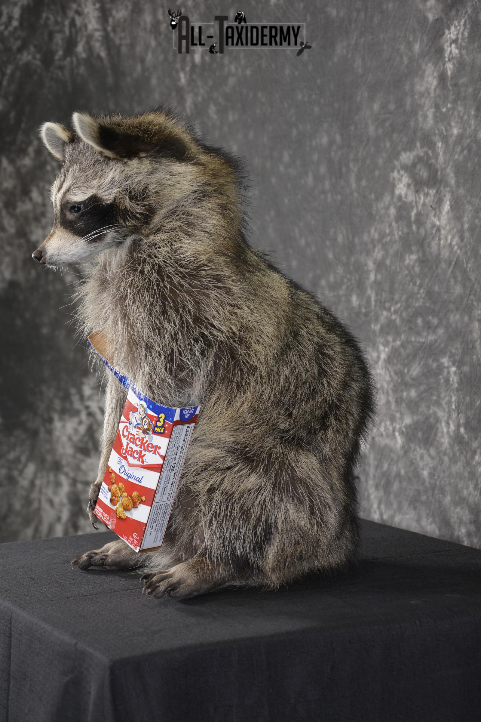 Raccoon Holding Cracker Jacks taxidermy mount for sale * SKU 2028 - Image 4