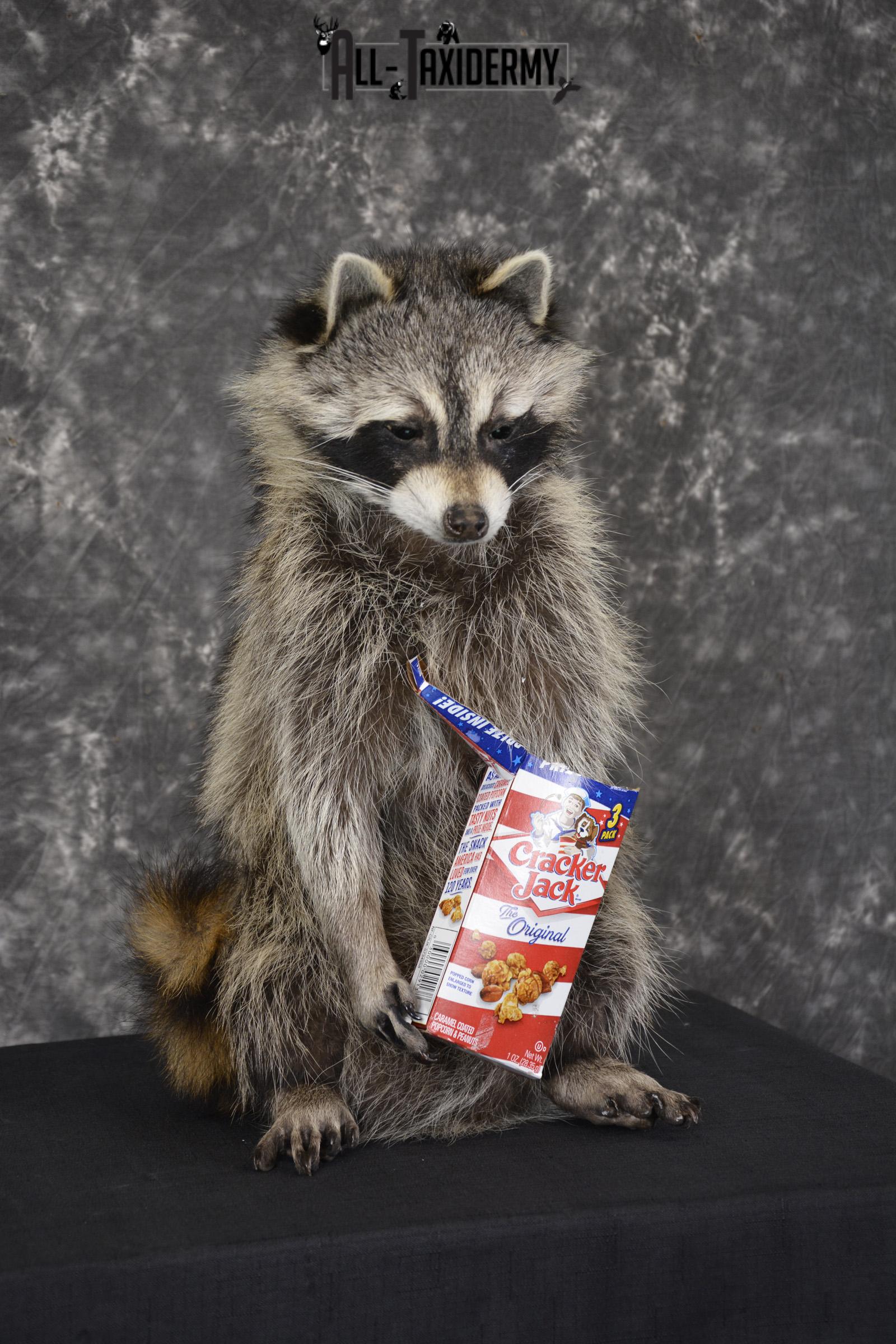Raccoon Holding Cracker Jacks taxidermy mount for sale * SKU 2028 - Image 3