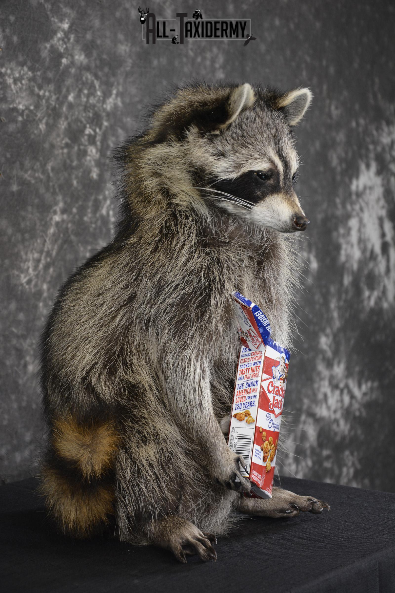 Raccoon Holding Cracker Jacks taxidermy mount for sale * SKU 2028 - Image 2