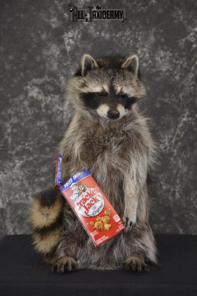 Raccoon Holding Cracker Jacks taxidermy mount for sale * SKU 2029