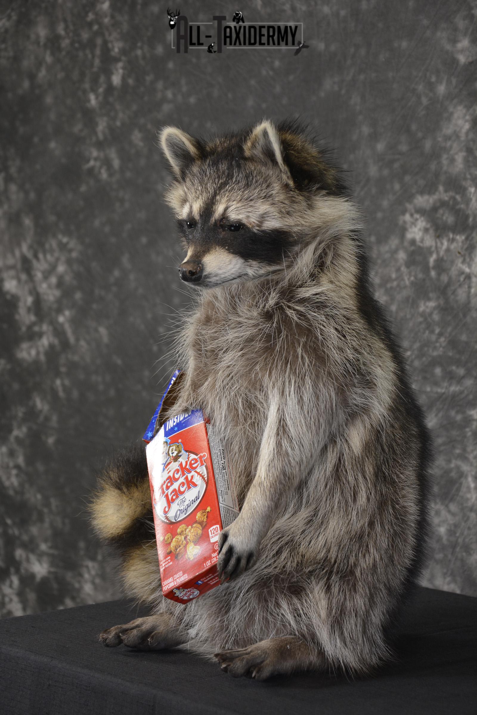 Raccoon Holding Cracker Jacks taxidermy mount for sale * SKU 2029 - Image 5